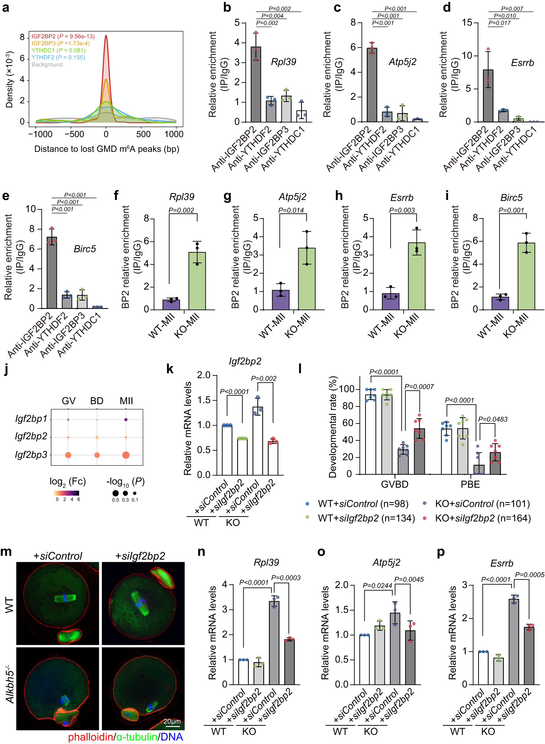 Fig. 8: The m6A reader IGF2BP2 is involved in the maturation defects caused by Alkbh5 knockout.