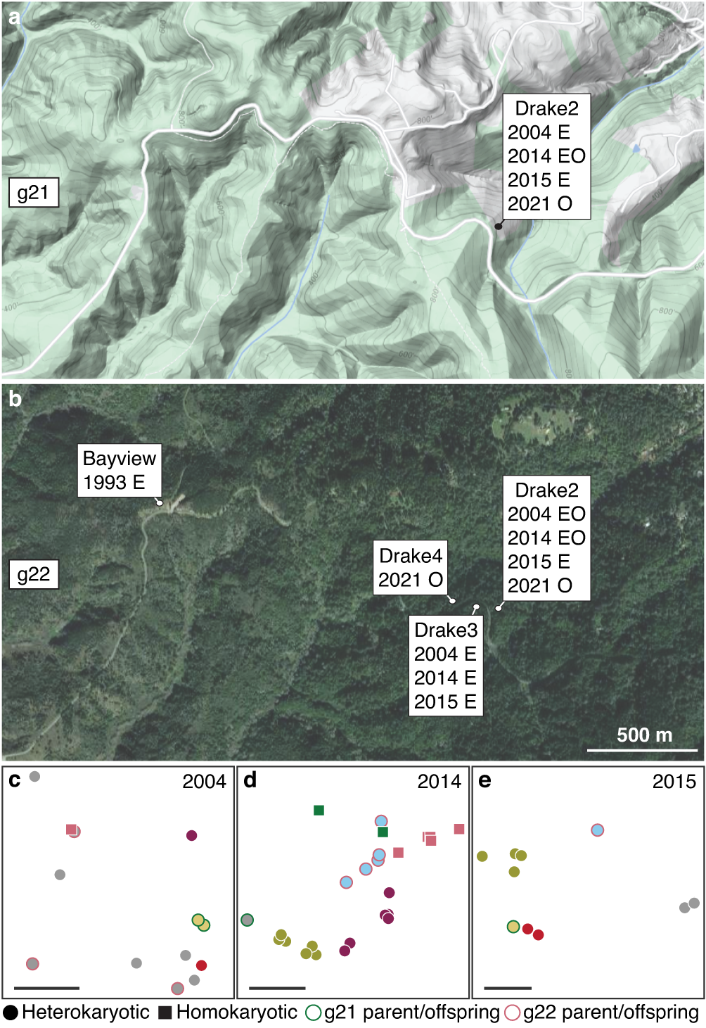 Fig. 2: Homokaryotic individuals at Point Reyes National Seashore, California, USA.