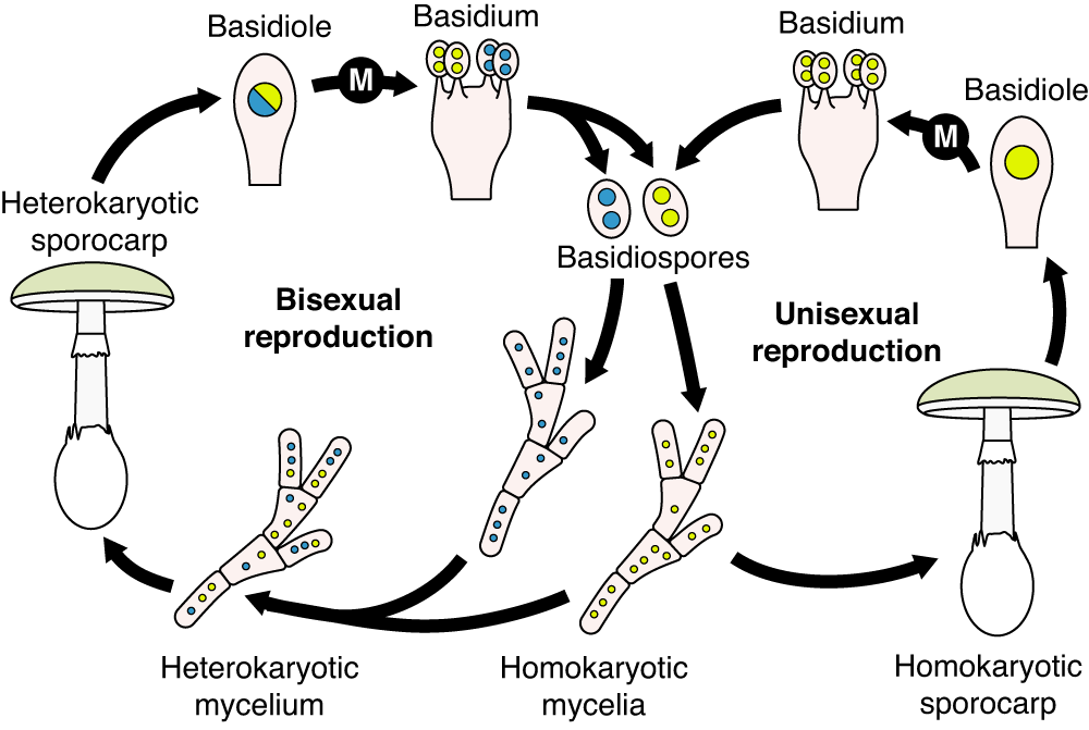 Fig. 5: Current model of the life cycle of Amanita phalloides, illustrating a bisexual reproductive cycle (left) and a unisexual reproductive cycle (right).
