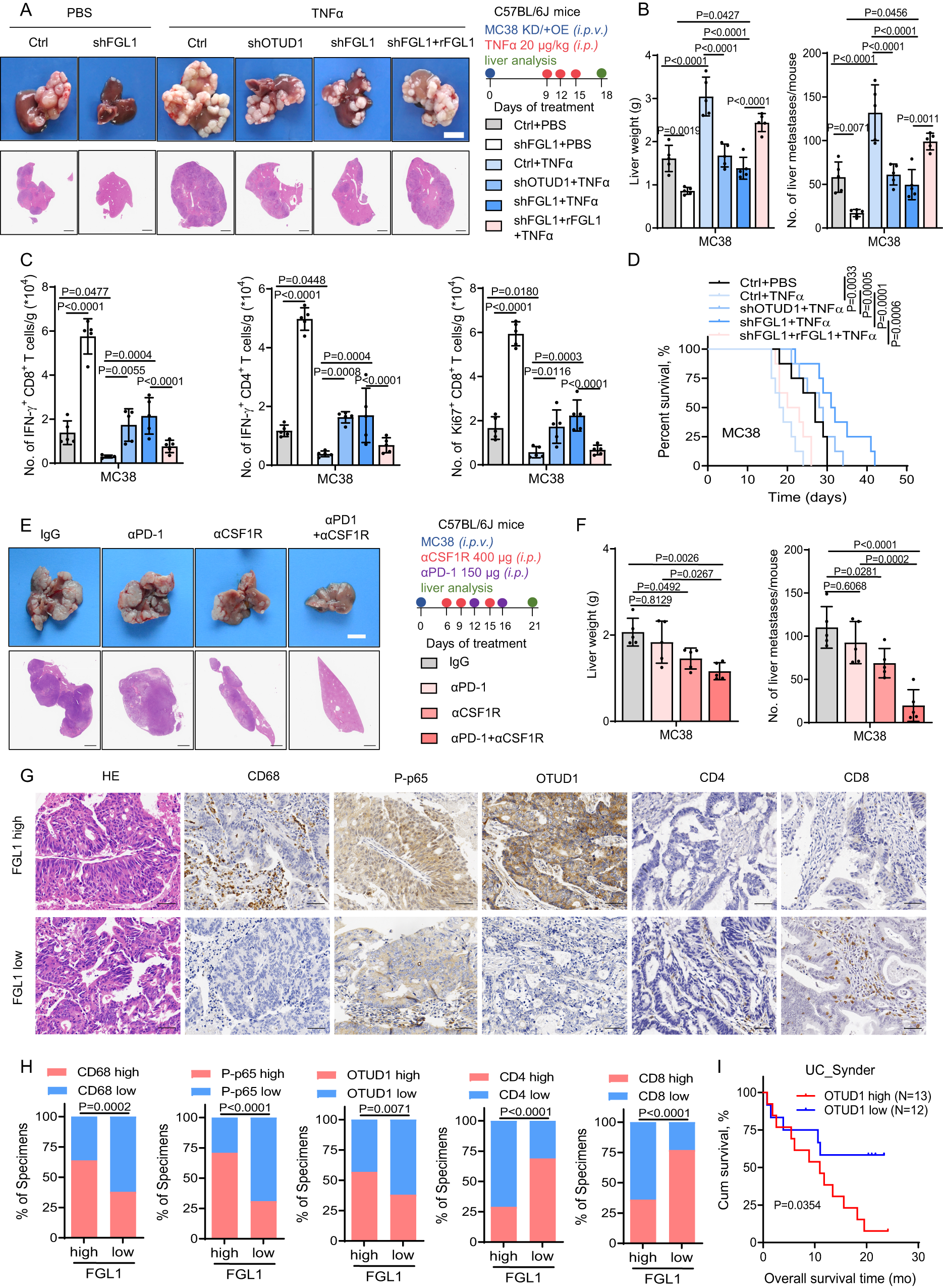 Fig. 6: The TAM/TNFα-OTUD1-FGL1 axis promotes immune escape and progression of CRLM.