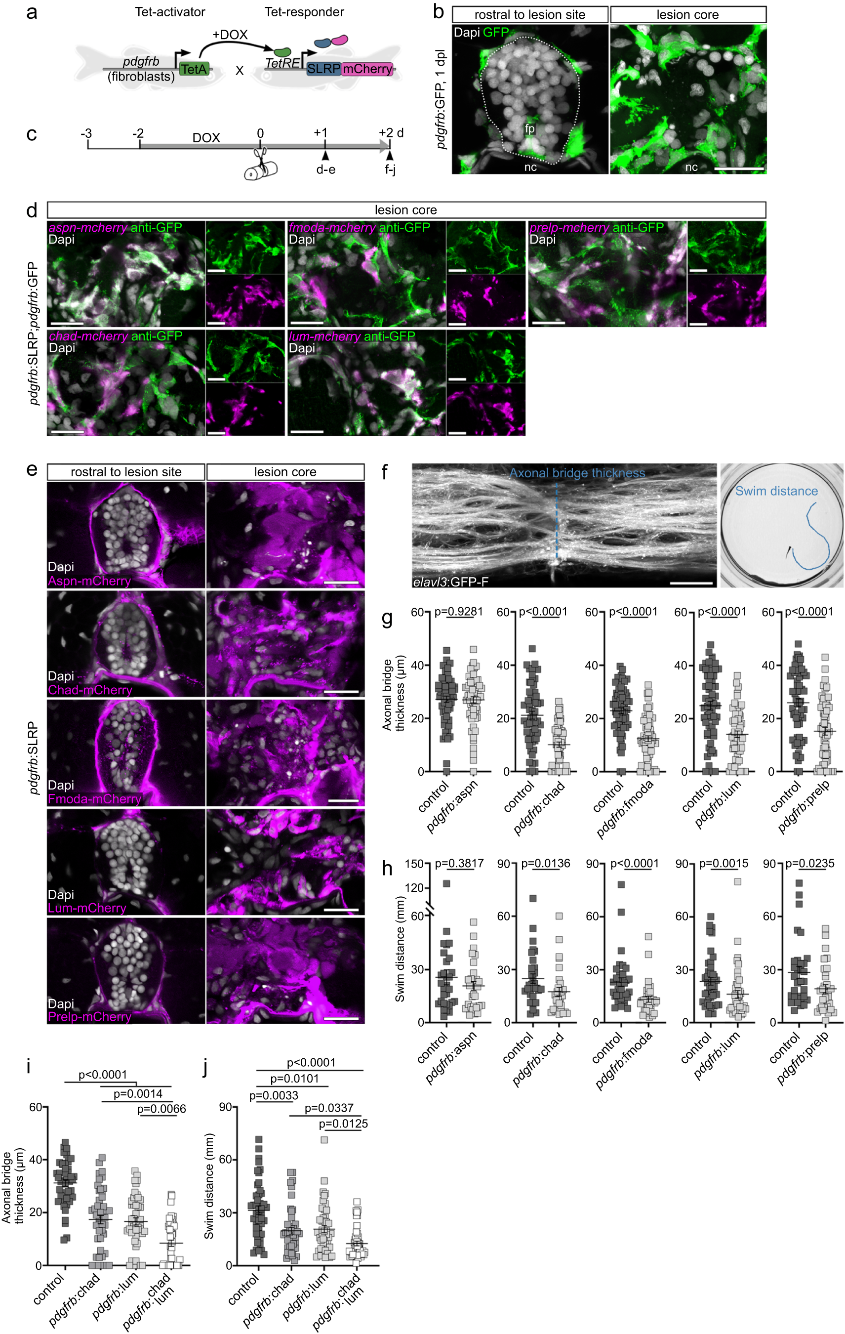Fig. 5: SLRPs are inhibitory to CNS axon regeneration.