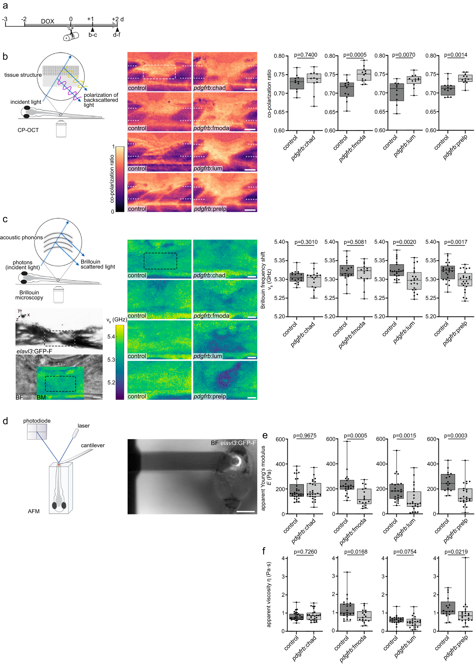 Fig. 7: SLRPs modulate the structural and mechanical properties of the lesion environment.