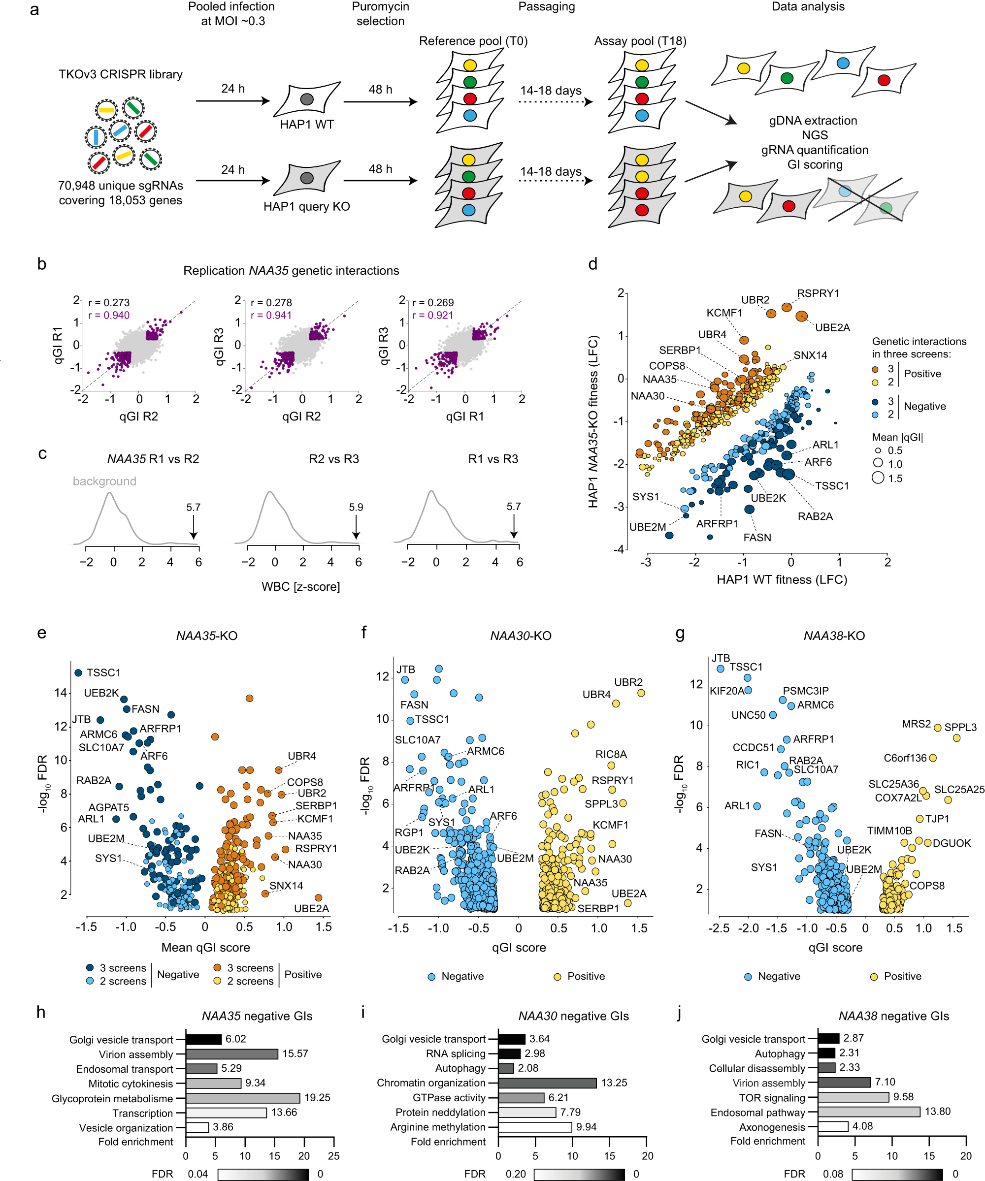 PDF) N-terminal acetylation shields proteins from degradation and promotes  age-dependent motility and longevity