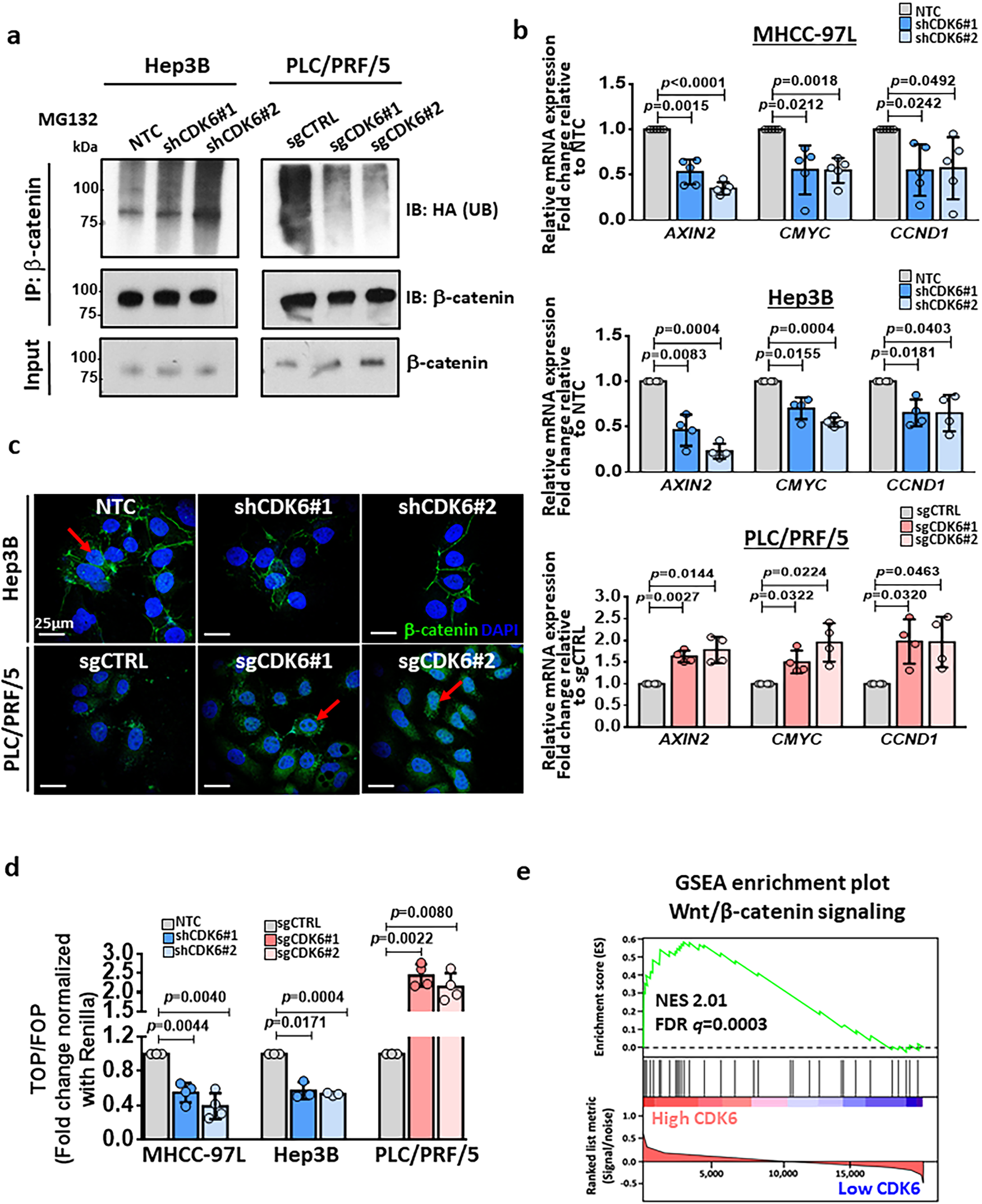 Fig. 7: Functional role of CDK6 in activation of Wnt/β-catenin signaling cascade.