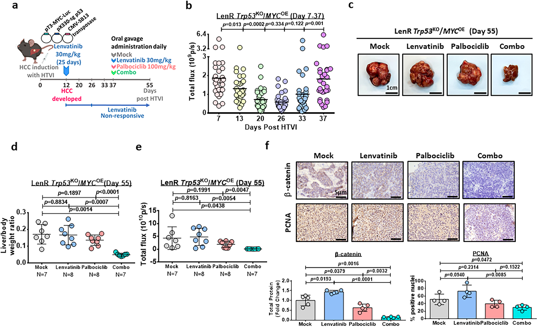 Fig. 9: The effect of palbociclib/lenvatinib treatment in suppressing tumor growth in an immune-competent mouse model.