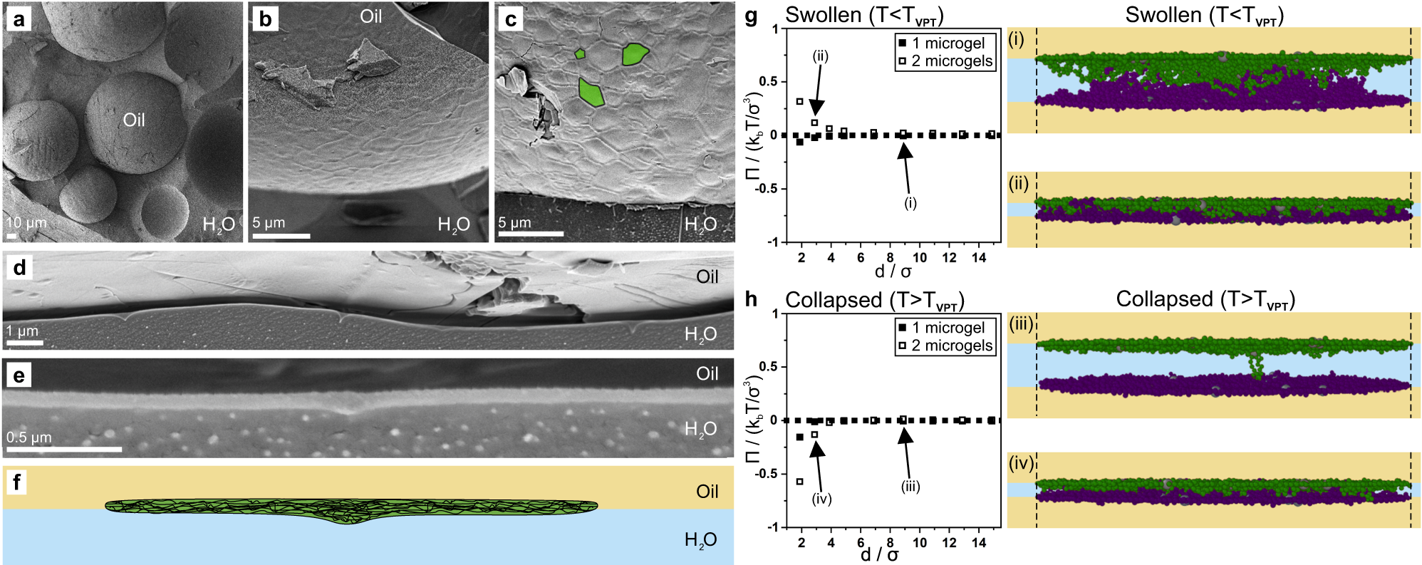 Fig. 5: Dodecane in water emulsions stabilized by ultra-low crosslinked (ULC) PNIPAM microgels.