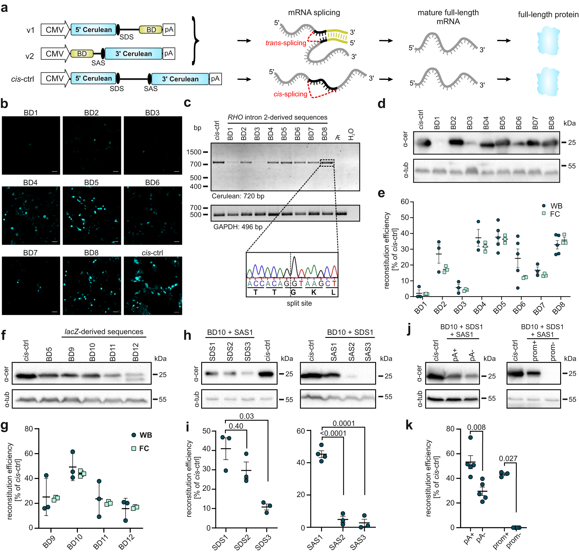 Dual Purpose Vectors for Rare Neurological Diseases: Molecular Therapy