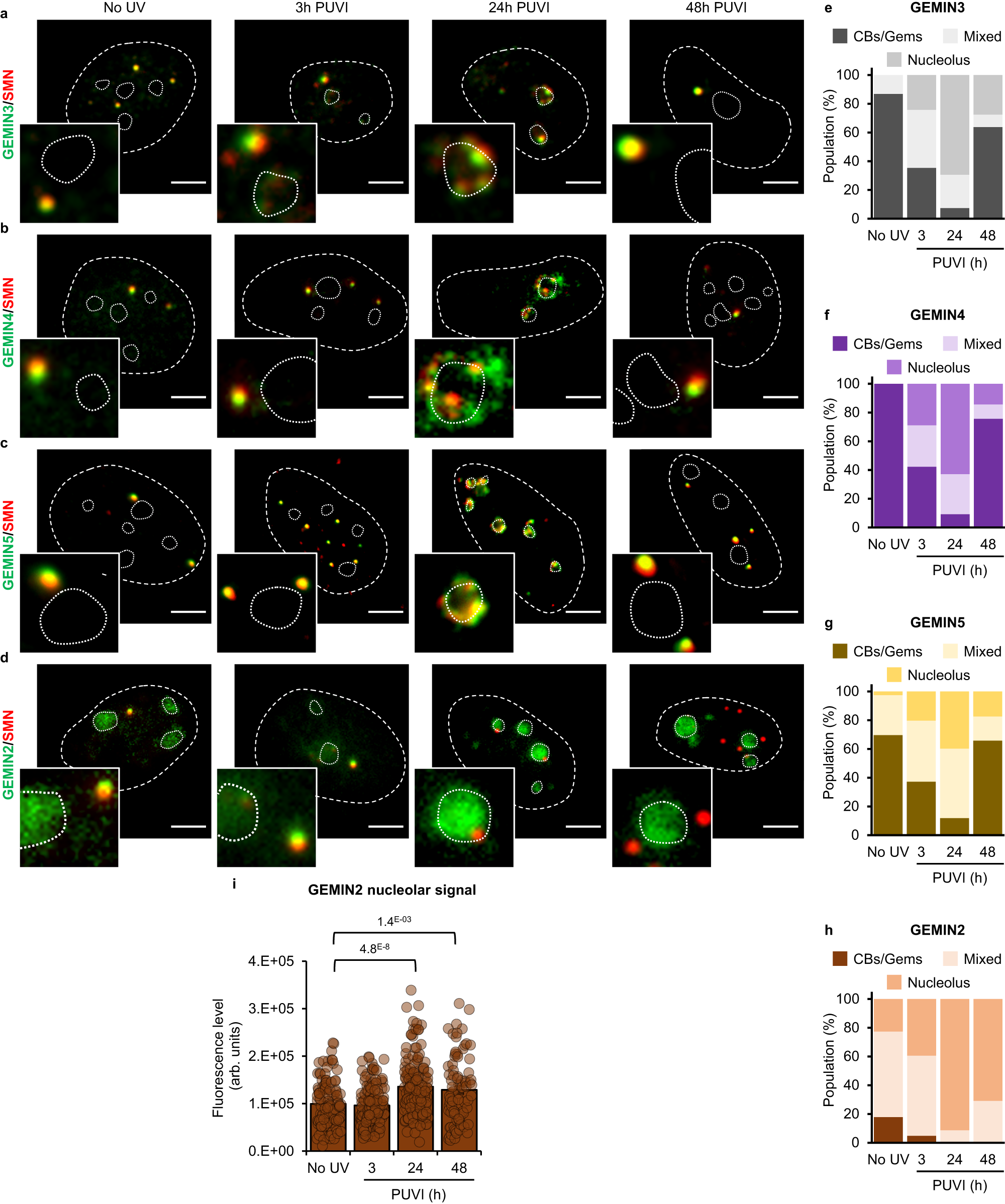 Fig. 3: Localization of Gemin2, Gemin3, Gemin4 and Gemin5 during DNA repair.
