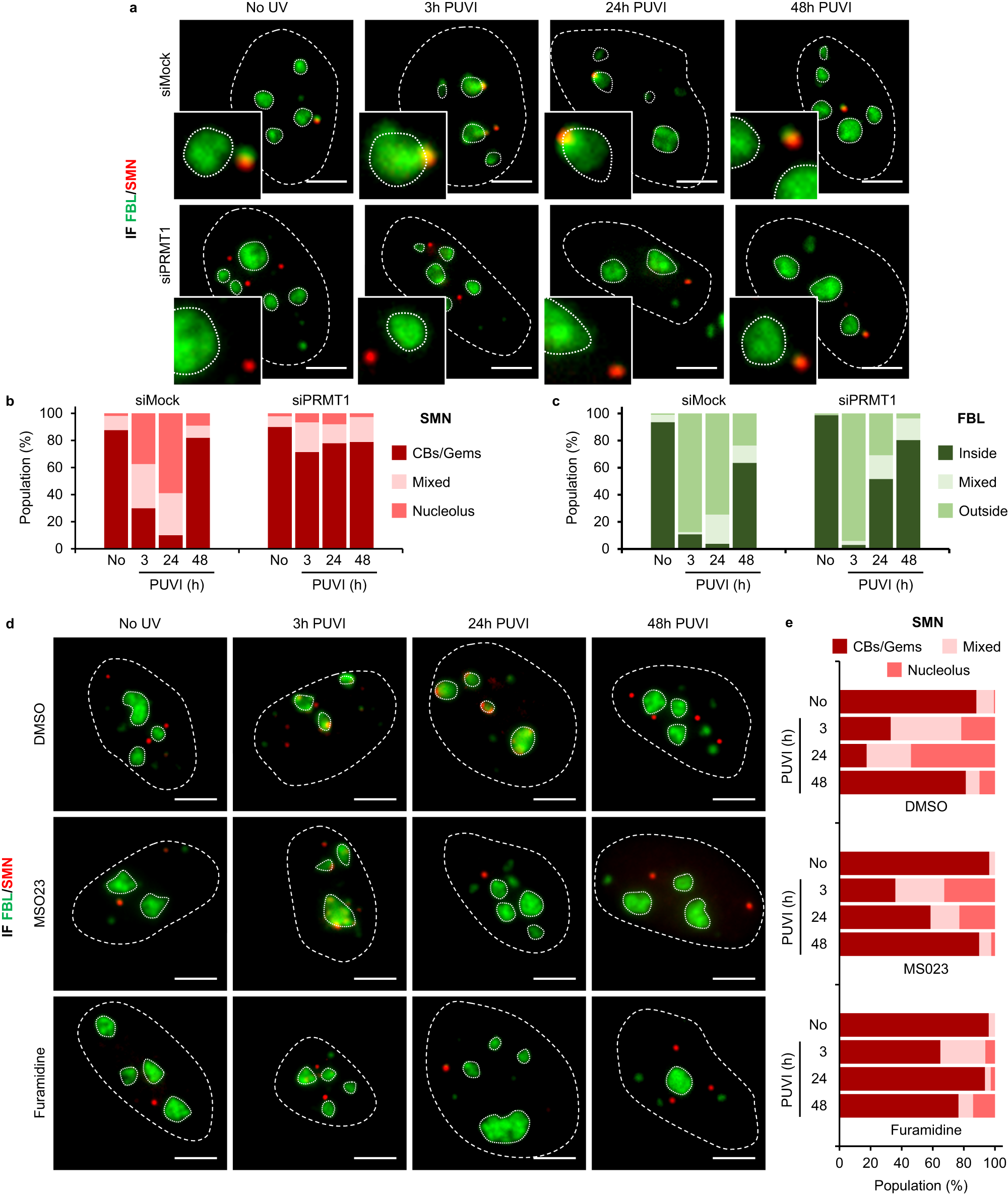 Fig. 6: PRMT1 activity mediates the nucleolar shuttling of SMN.