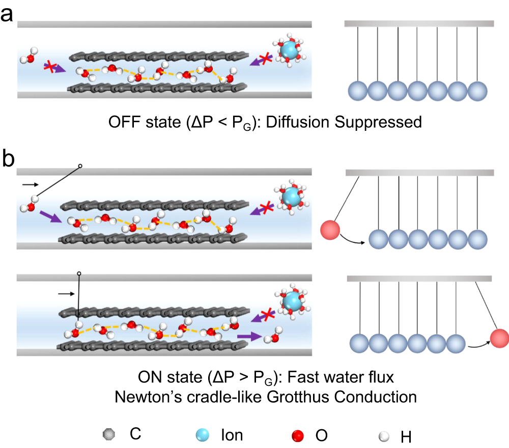 Fig. 6: Microscopic illustrations of water molecular gating mechanism.