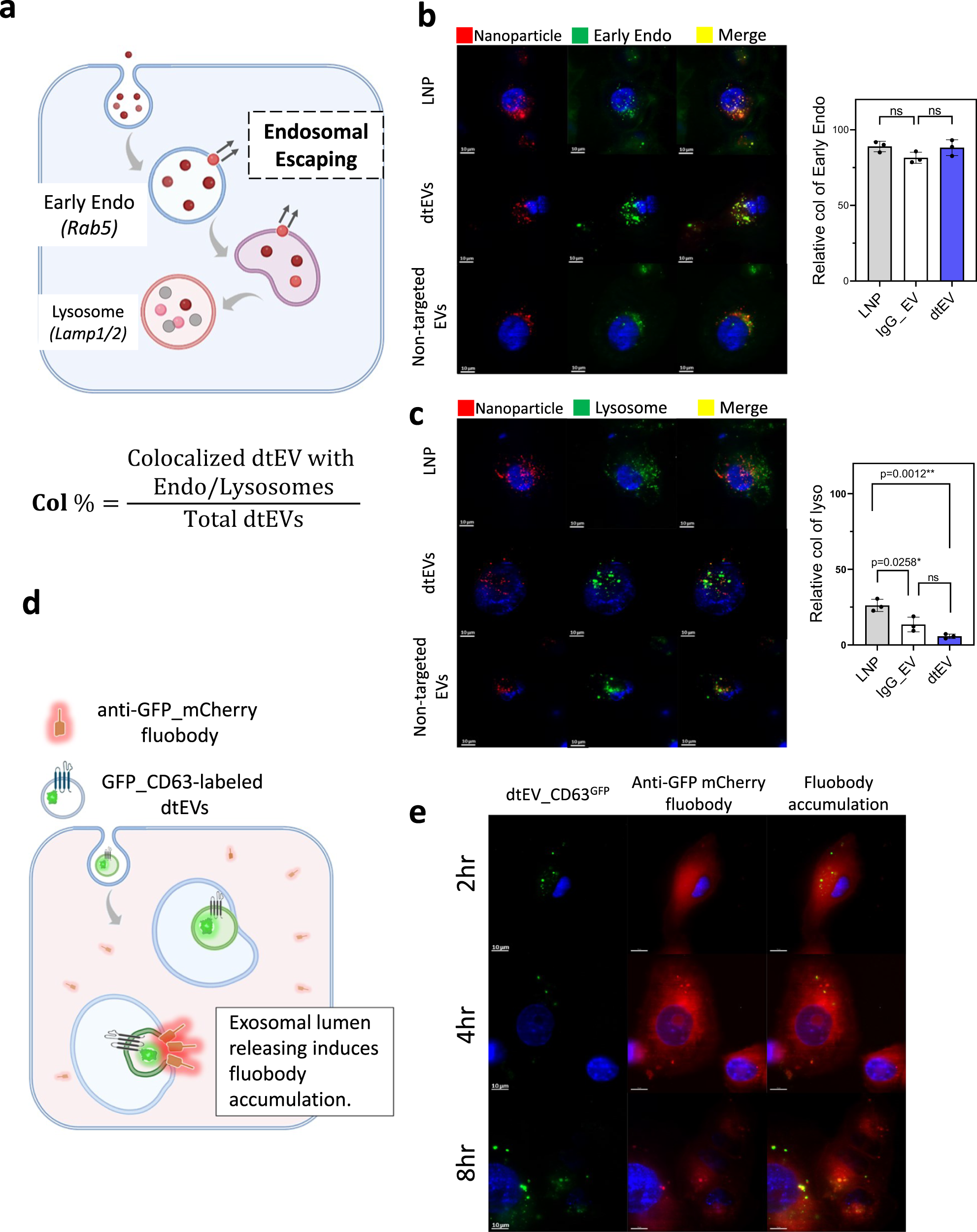 Fig. 4: Trafficking of dtEVs in recipient cells.