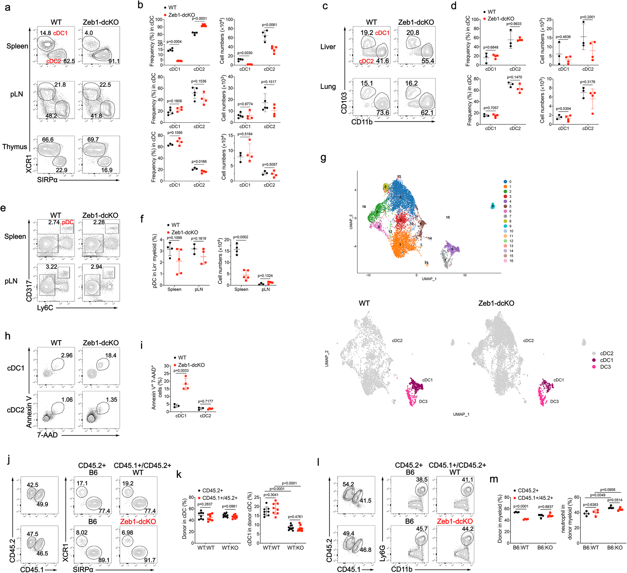 Fig. 1: DC-specific ablation of Zeb1 selectively reduced splenic cDC1.