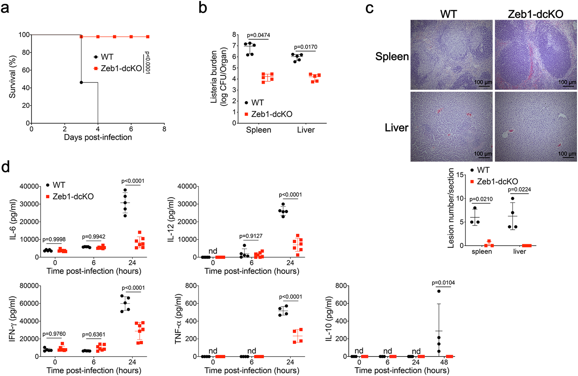Fig. 2: DC-specific Zeb1-deficient mice are resistant to Listeria infection.