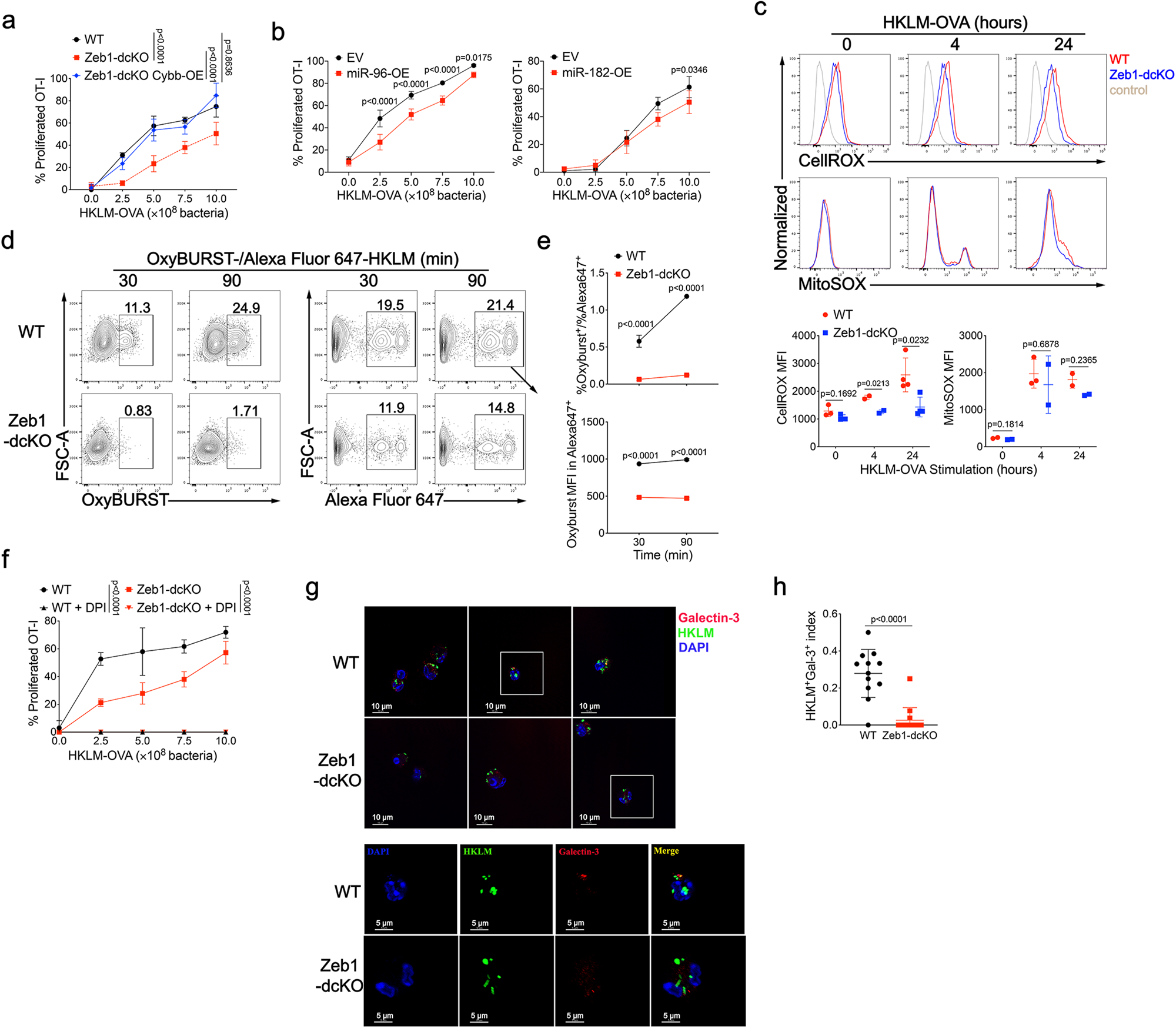 Fig. 6: Zeb1 controls phagosomal ROS-dependent rupture of phagosomal membrane in cDC1.