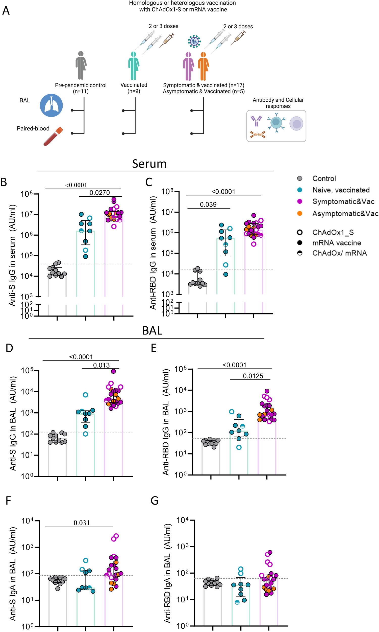 Fig. 1: Systemic and lung mucosa antibody responses following vaccination and infection or vaccination alone.