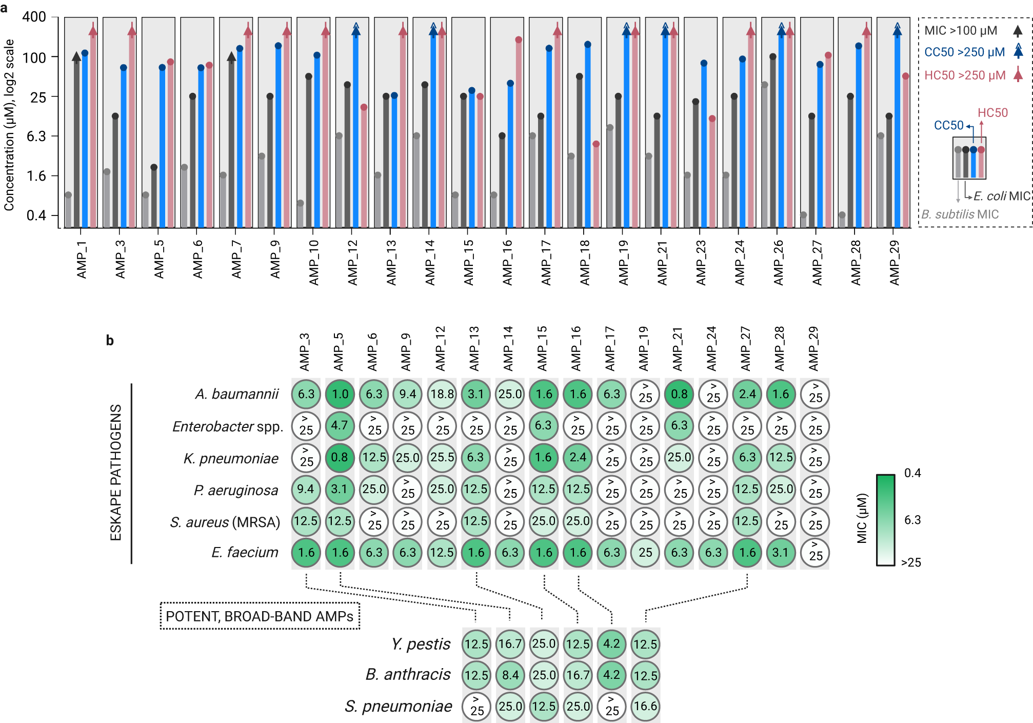 Fig. 4: Bioactivity characterization of chemically synthesized functional AMPs.