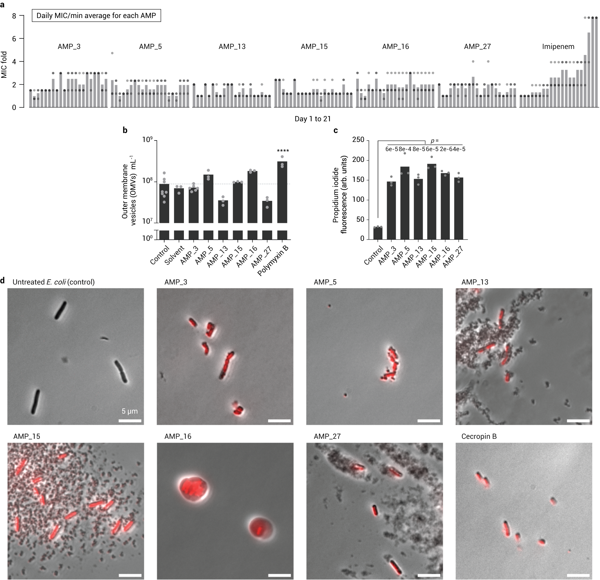 Fig. 5: Resistance and mode of action test of AMPs on E. coli and the mode of action assays.