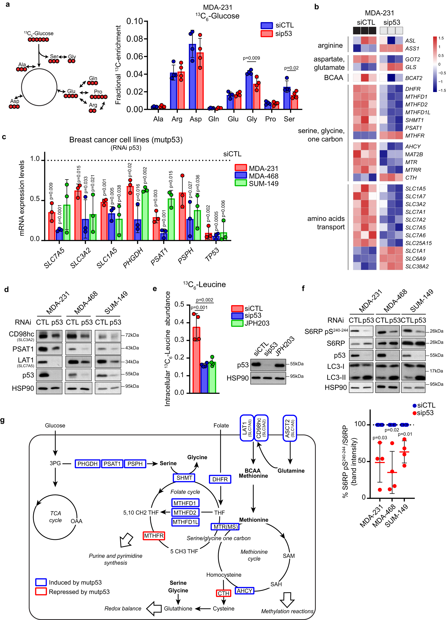 Mutant p53 sustains serine-glycine synthesis and essential amino acids  intake promoting breast cancer growth | Nature Communications