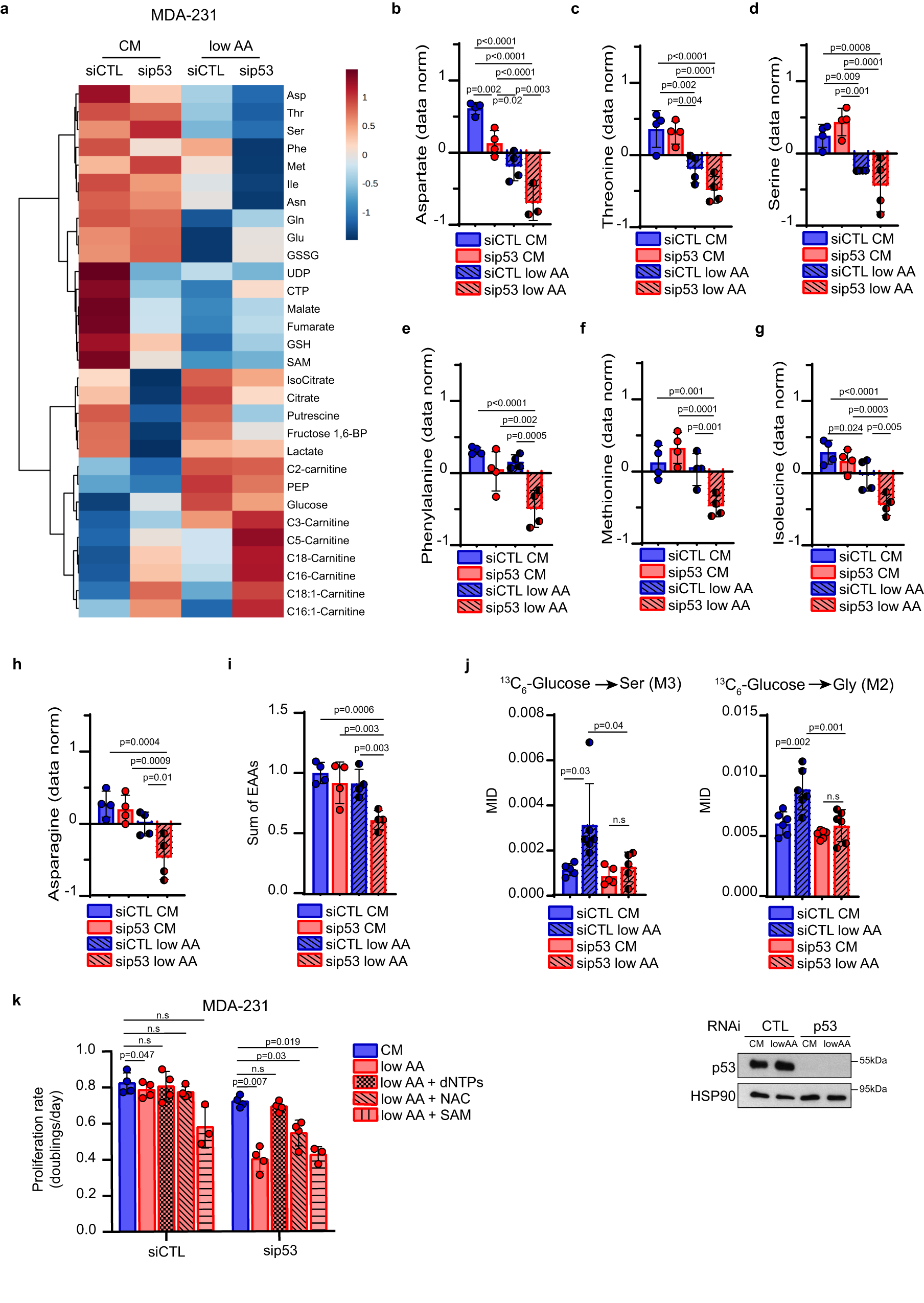 Fig. 4: Mutp53 reprograms AA metabolism in AA restriction to sustain proliferation.