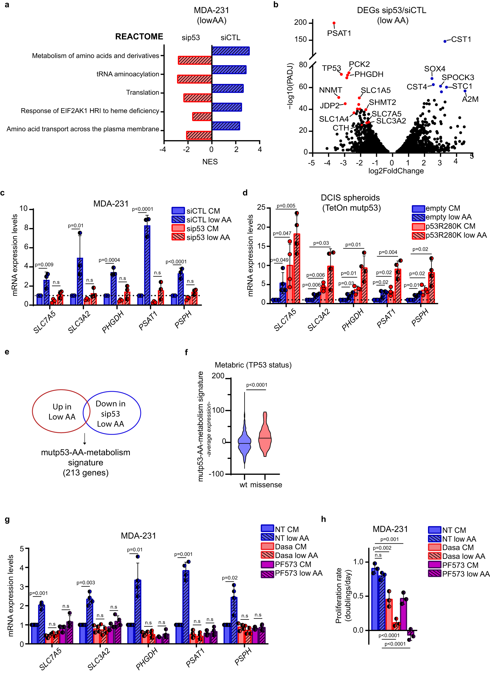 Fig. 5: Mutp53 controls a specific AA metabolic transcriptional program in AA restriction.
