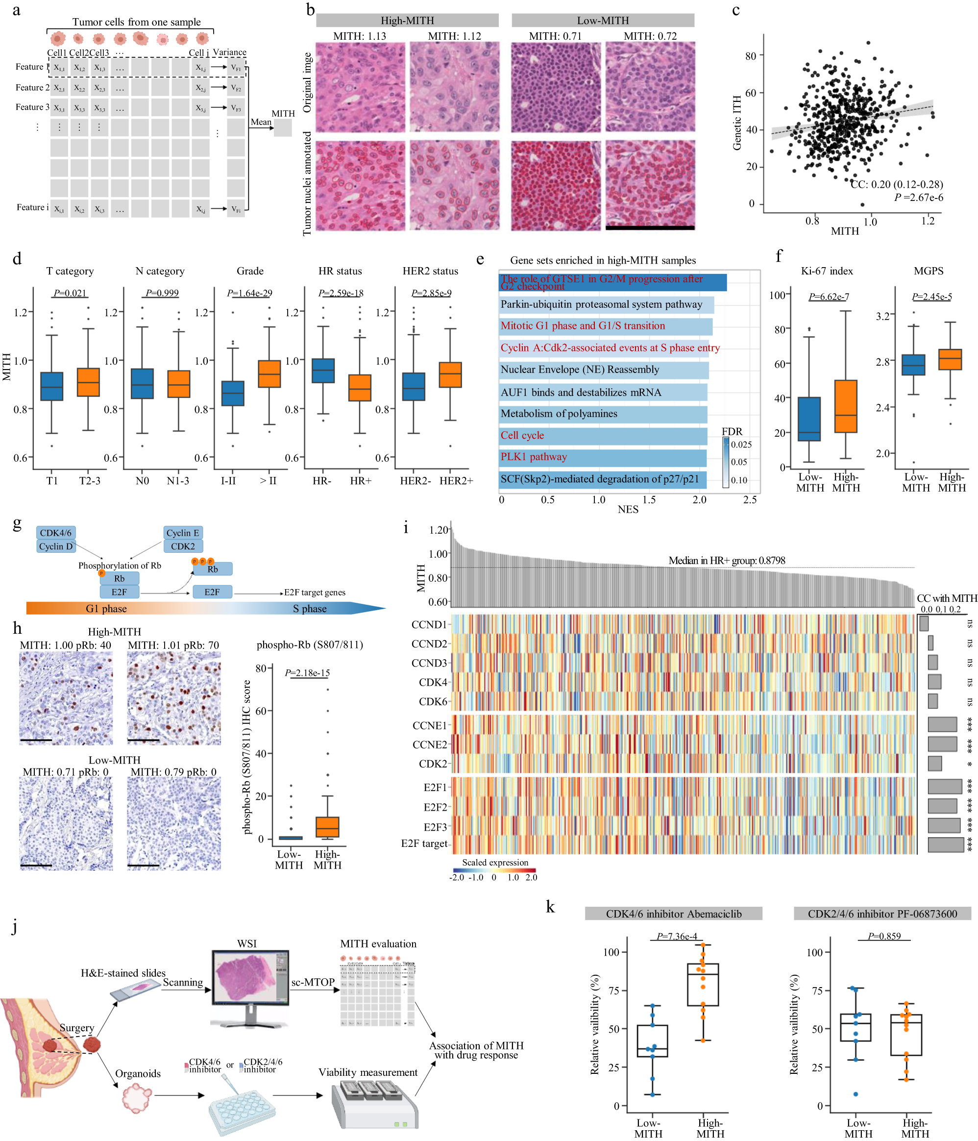 Fig. 5: Morphological intratumor heterogeneity of tumor nuclei indicates cell cycle pathway activity and CDK inhibitor response in HR+breast cancer.