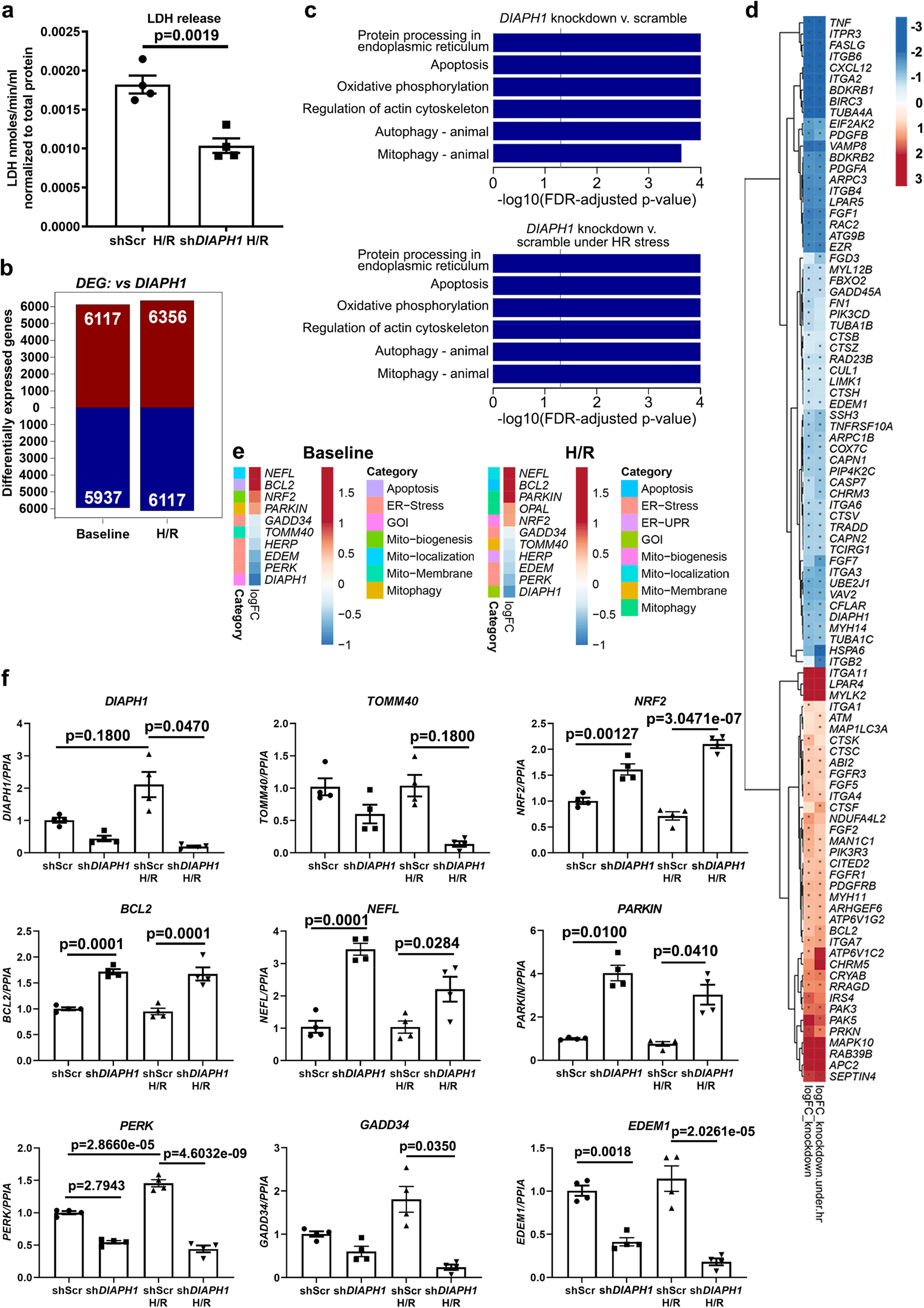 Fig. 3: Genomics data establish a link between DIAPH1 and Mito-SR/ER function.