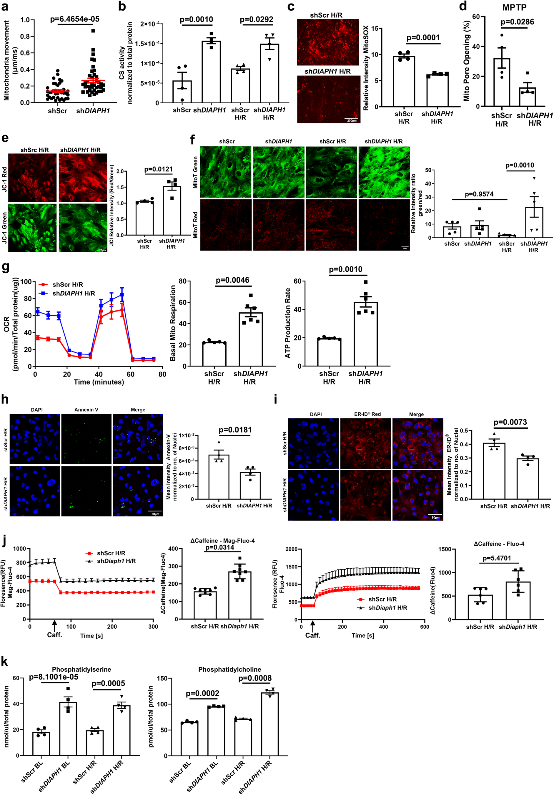 Fig. 4: Silencing DIAPH1 improves mitochondrial and ER function.