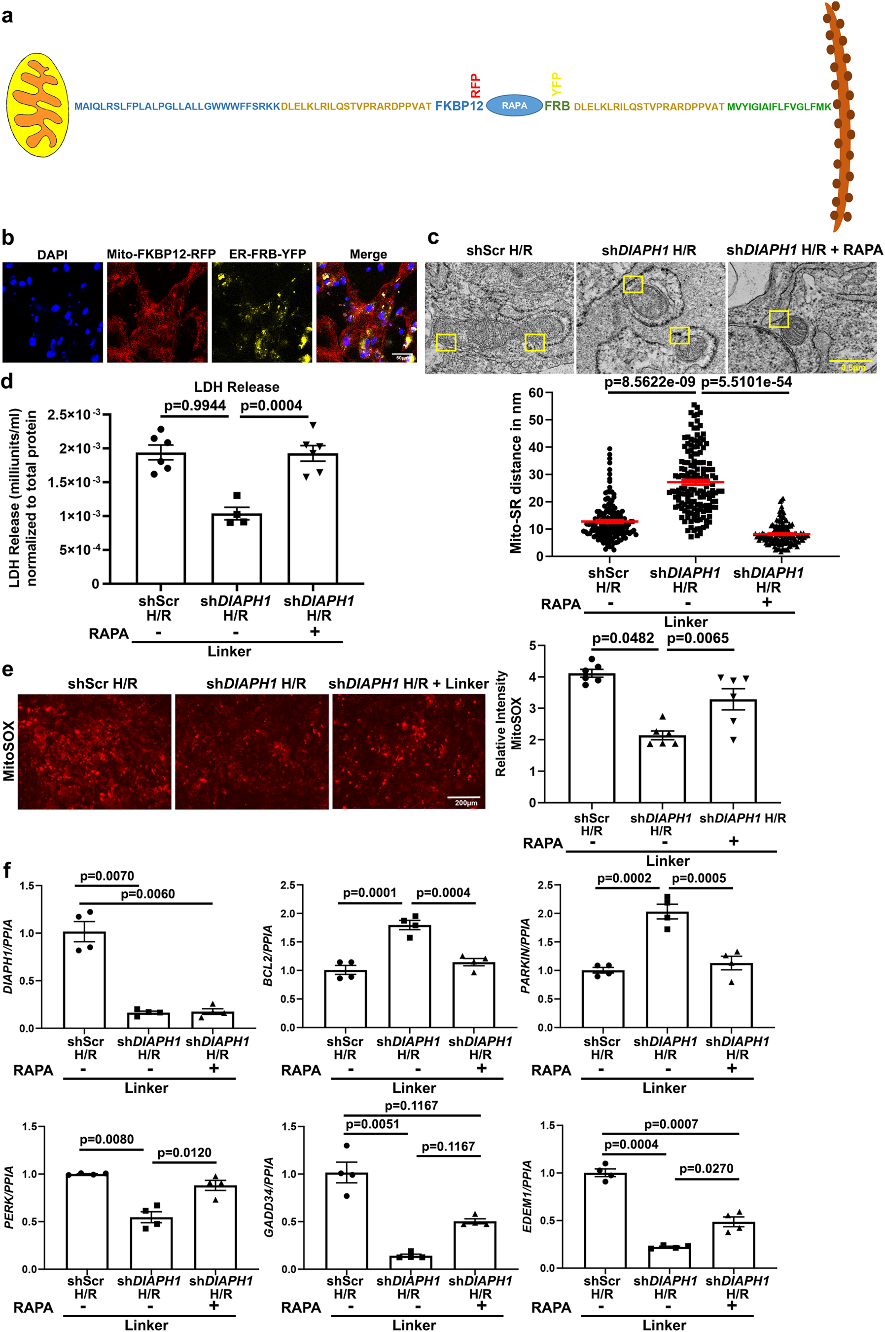 Fig. 7: Reduction of Mito-SR/ER distance with physical linkers abrogates the benefits of DIAPH1 silencing in HiPSC-CMs in H/R.