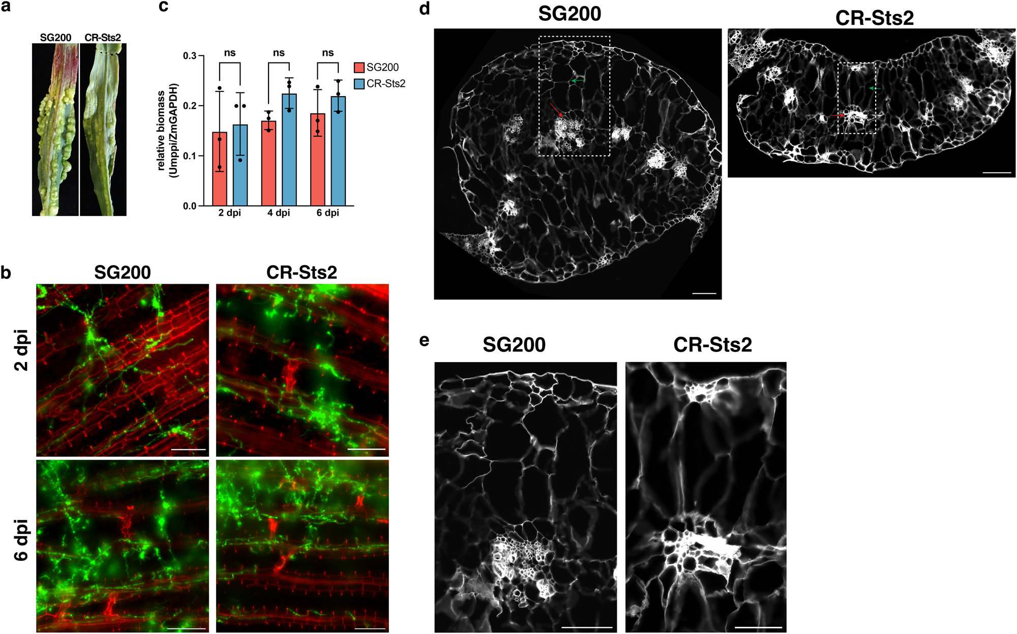 A transcriptional activator effector of Ustilago maydis regulates  hyperplasia in maize during pathogen-induced tumor formation