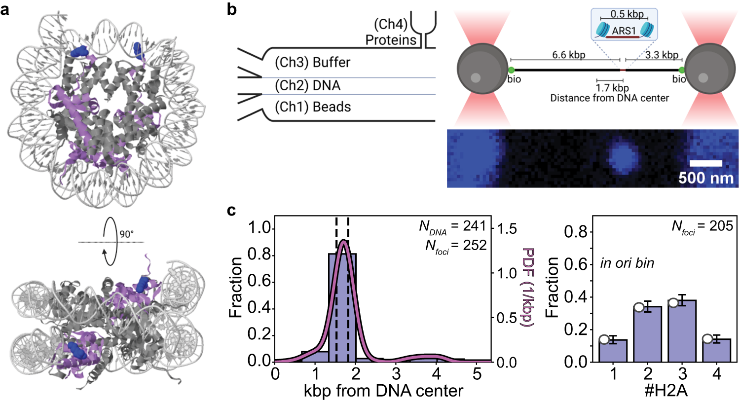 Fig. 1: Design and characterization of a labeled chromatinized origin within 10.4 kbp DNA.