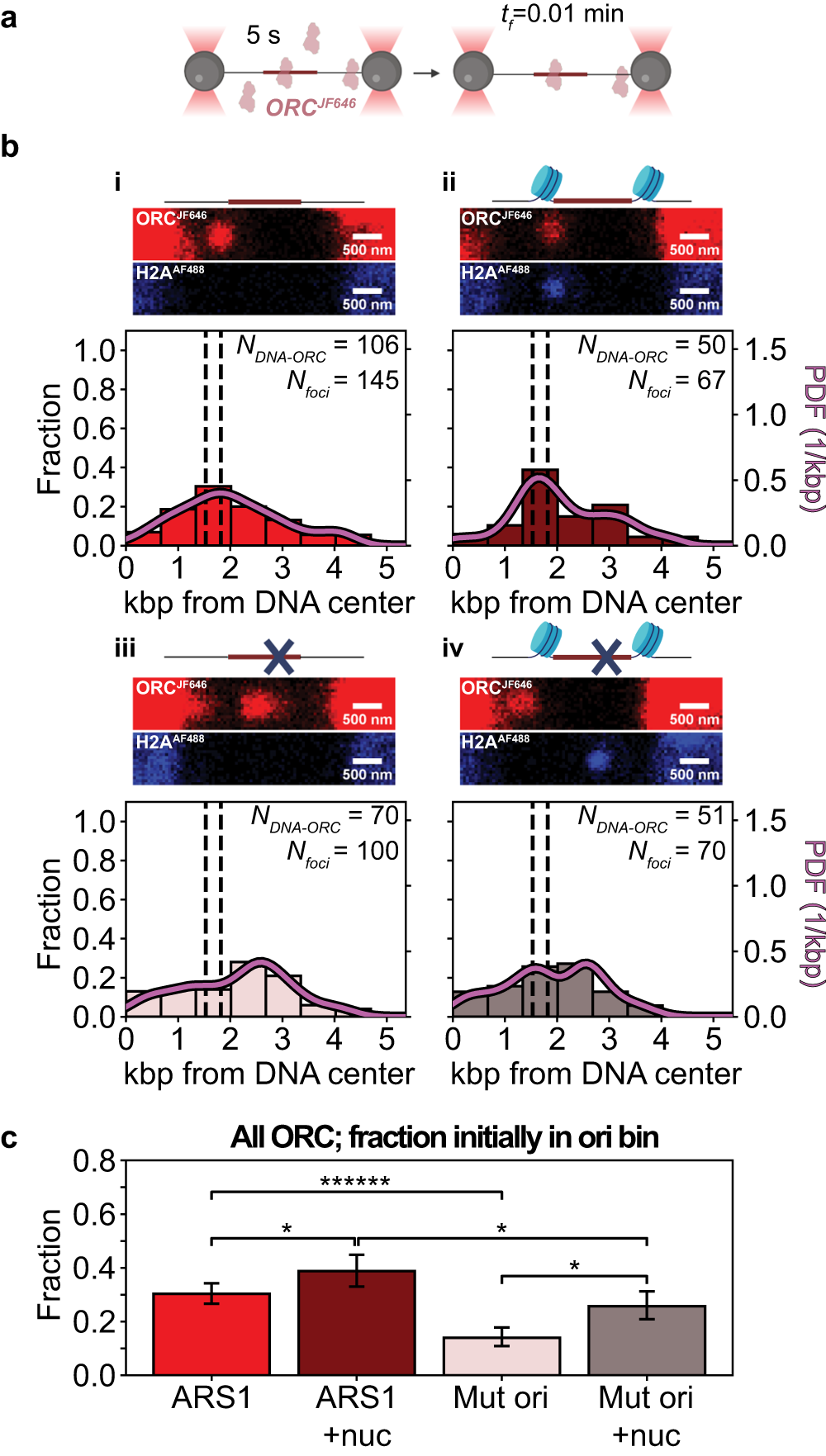 Fig. 2: Spatial distribution of rapidly bound ORCJF646 on 10.4 kbp DNA containing an ARS1 (or mutated) origin (chromatinized or not).