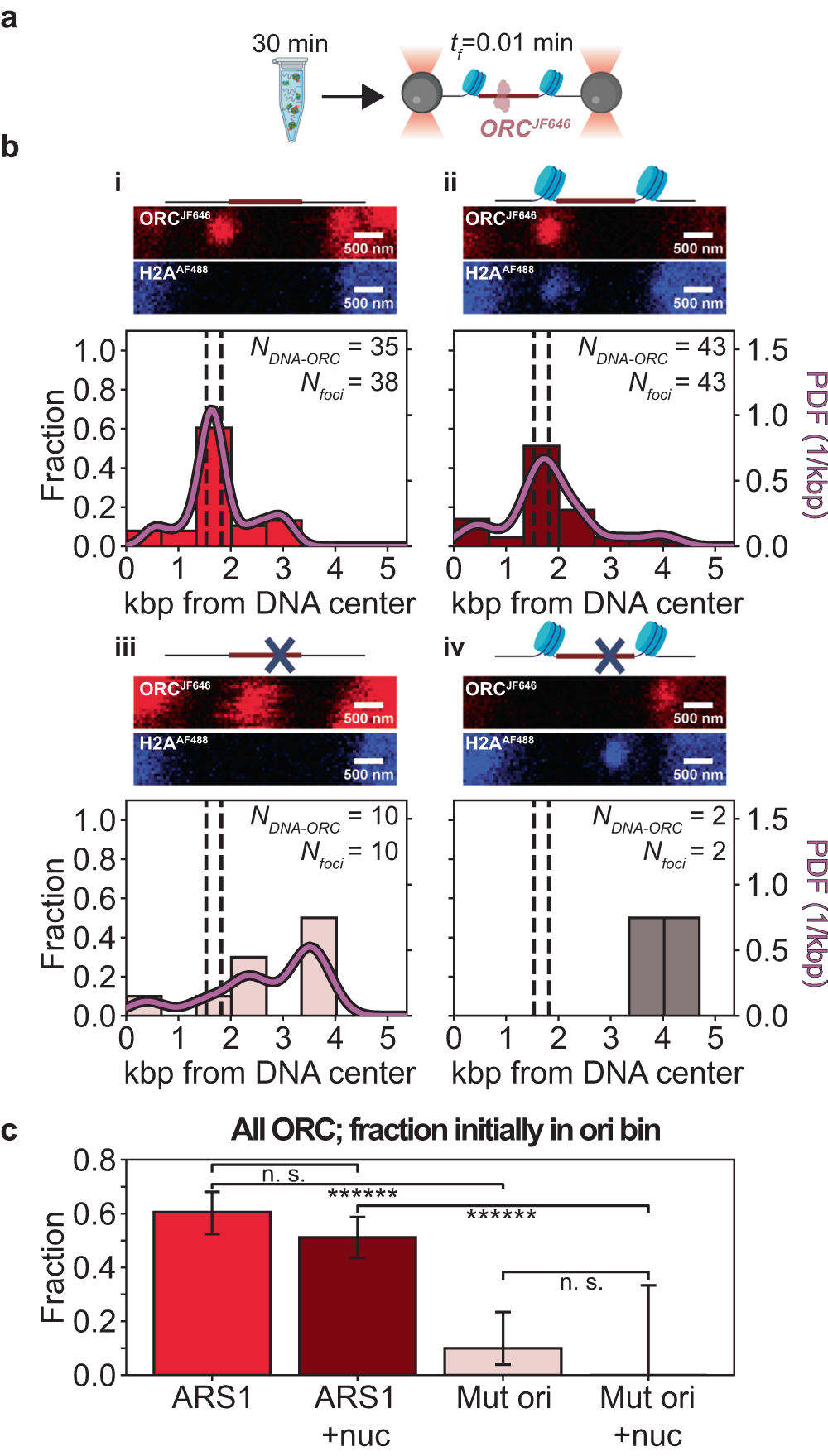 Fig. 4: Spatial distribution of stably bound ORCJF646 on 10.4 kbp DNA containing an ARS1 (or mutated) origin (chromatinized or not).