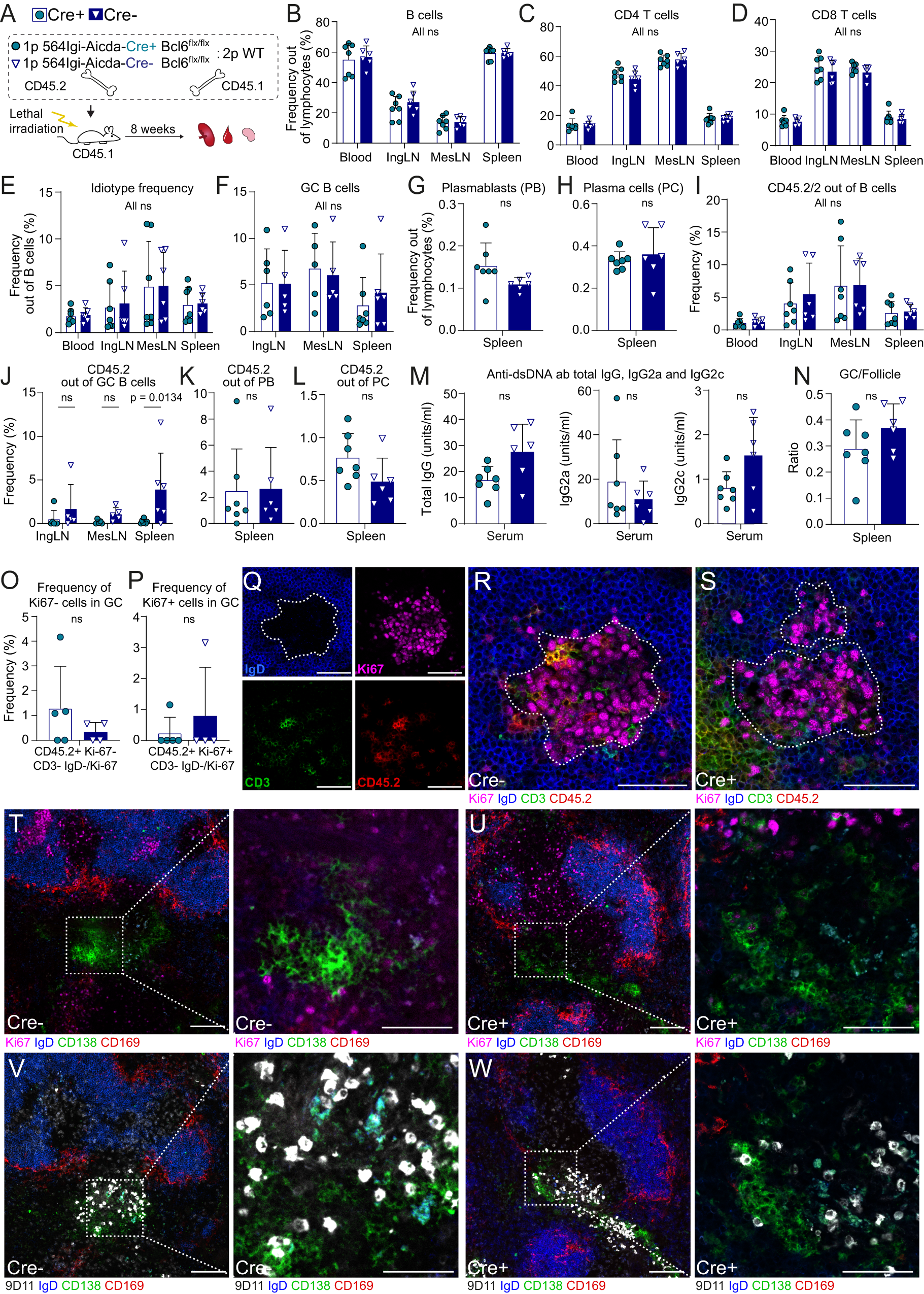Fig. 2: The initiating autoreactive clone does not need to enter GCs to break tolerance.