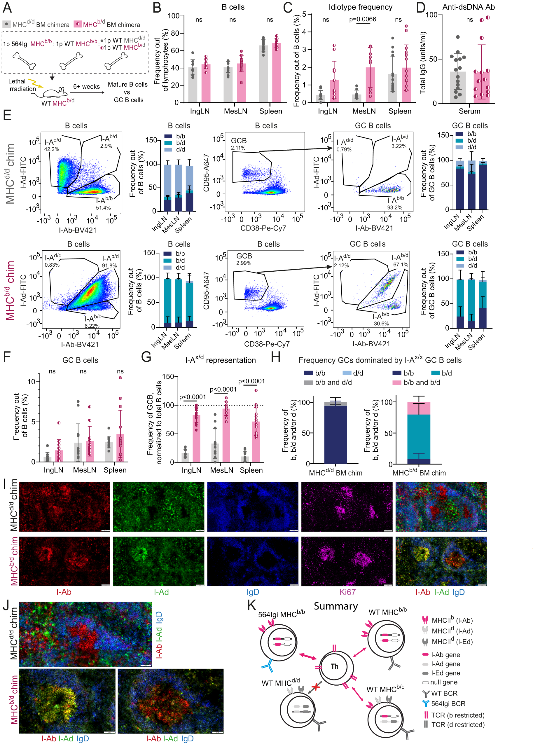 Fig. 4: The first autoreactive clone can only break tolerance within an MHC congenic compartment.