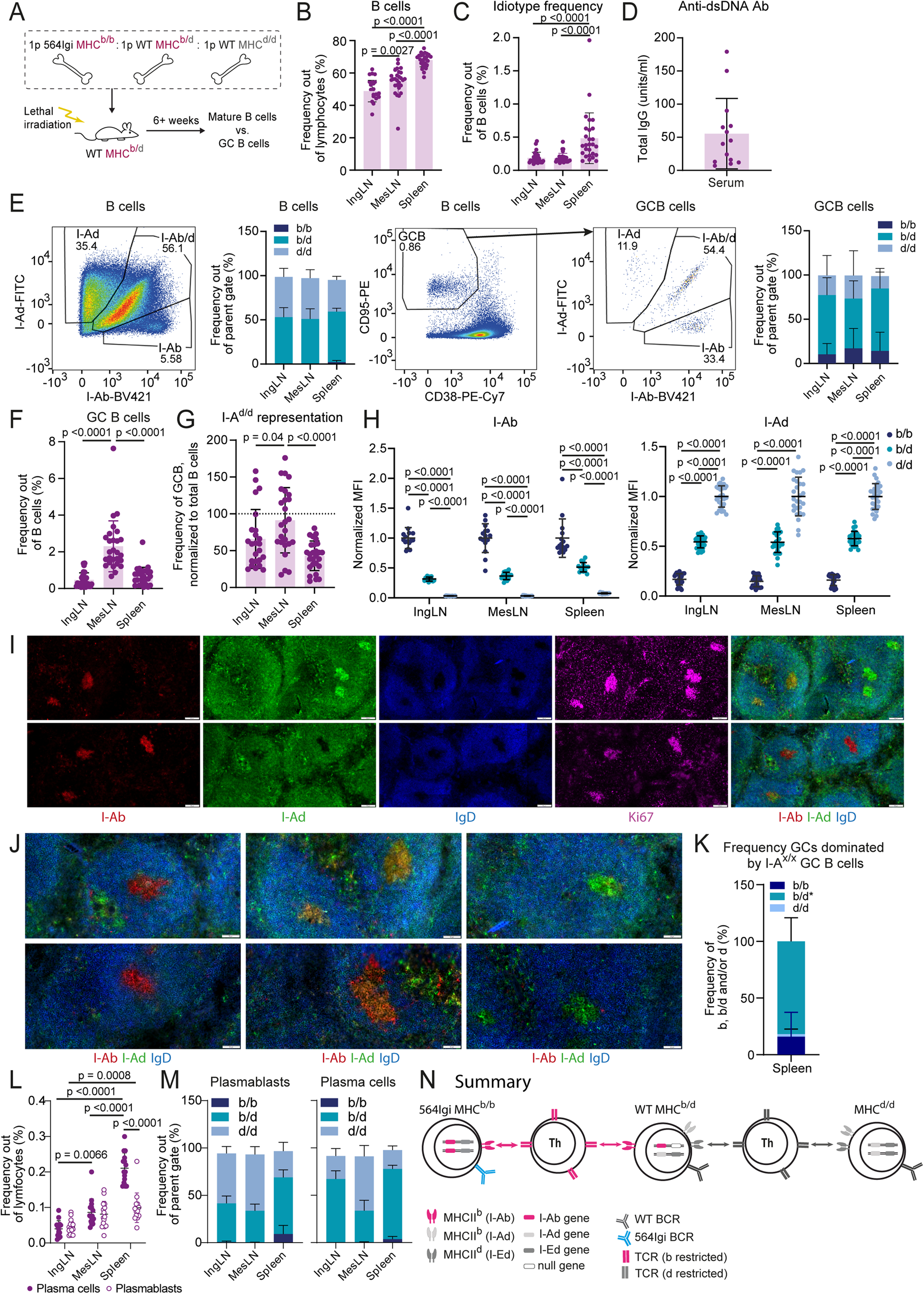 Fig. 5: A bridging B cell compartment enables epitope spreading across an MHC barrier.