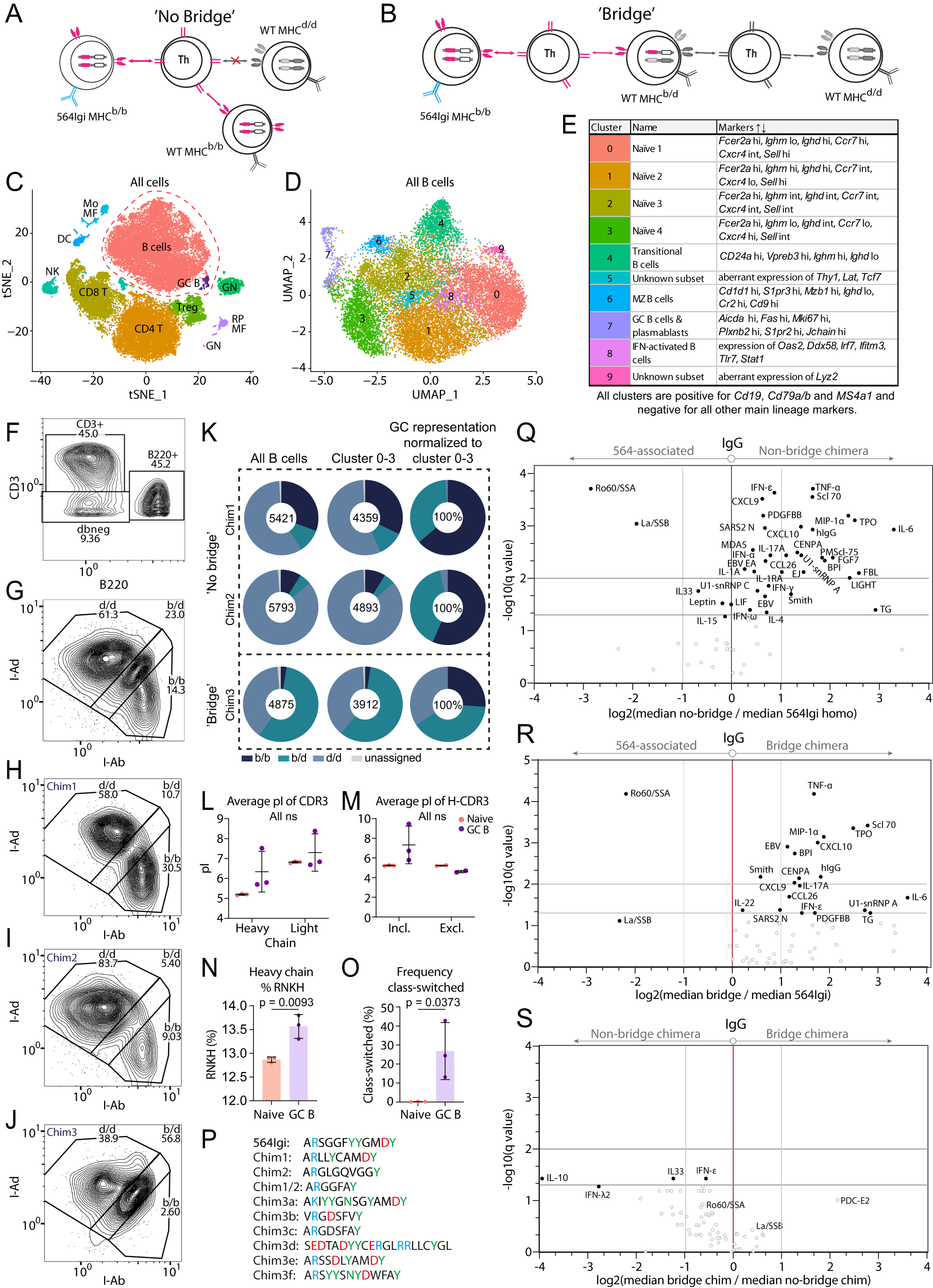 Fig. 6: Sequence and array analyses of no bridge and bridge chimeras.