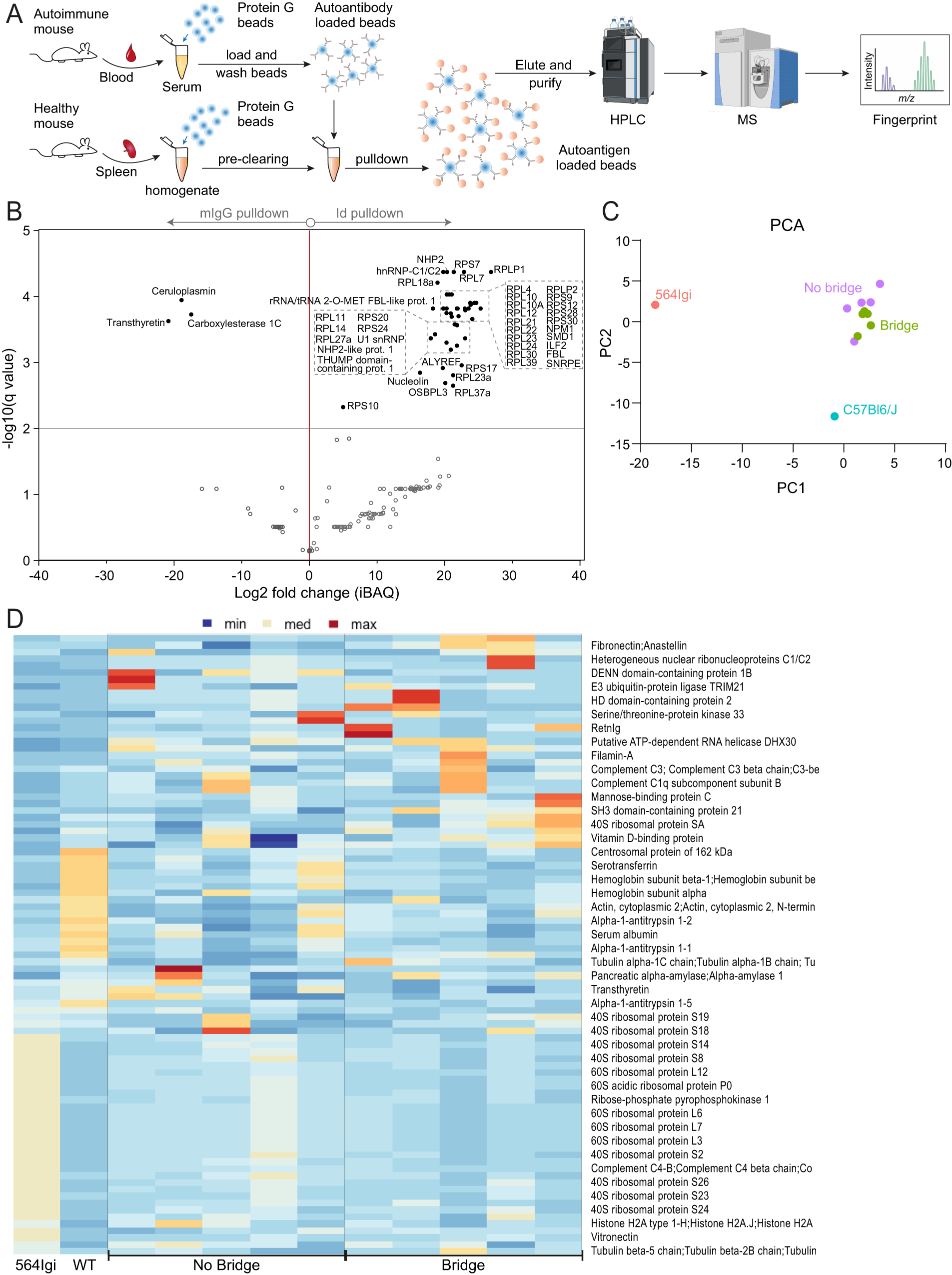 Fig. 7: Proteomics analyses of autoantigens.