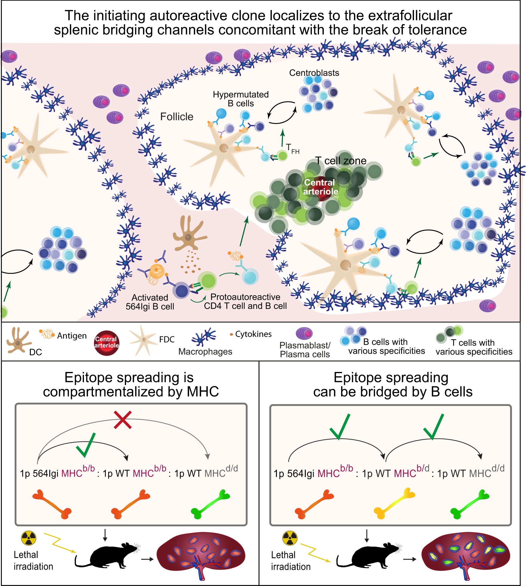Fig. 8: Proposed model and graphical summary of the main finding.