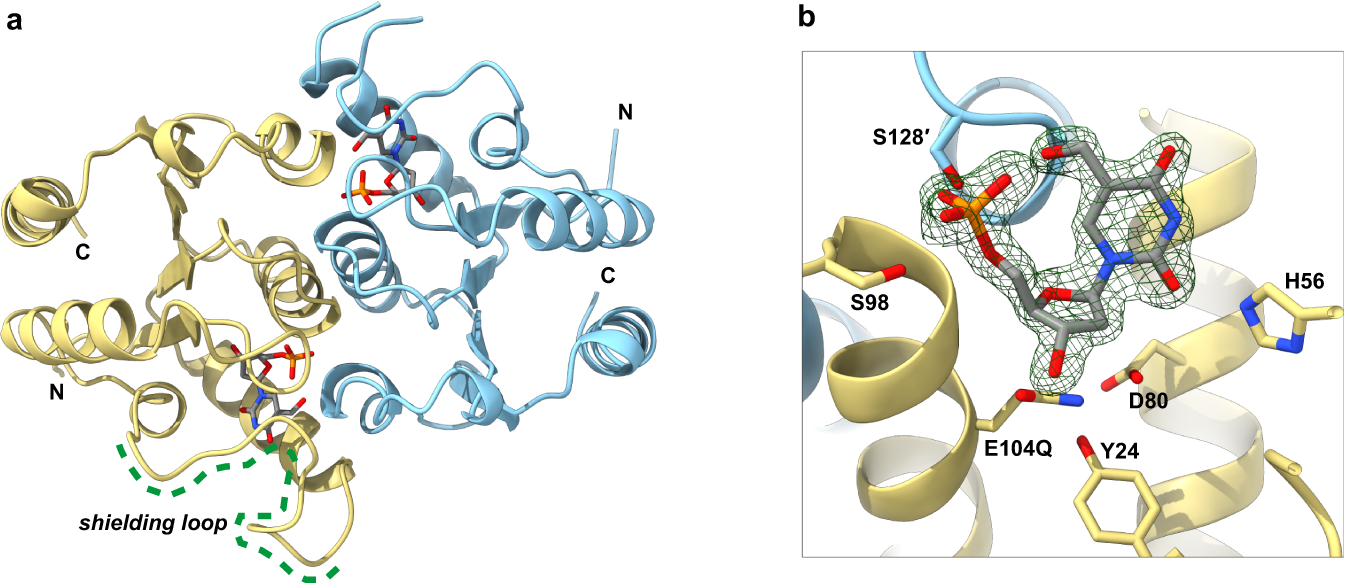 Fig. 2: X-ray crystallography illuminates substrate recognition by DNPH1.