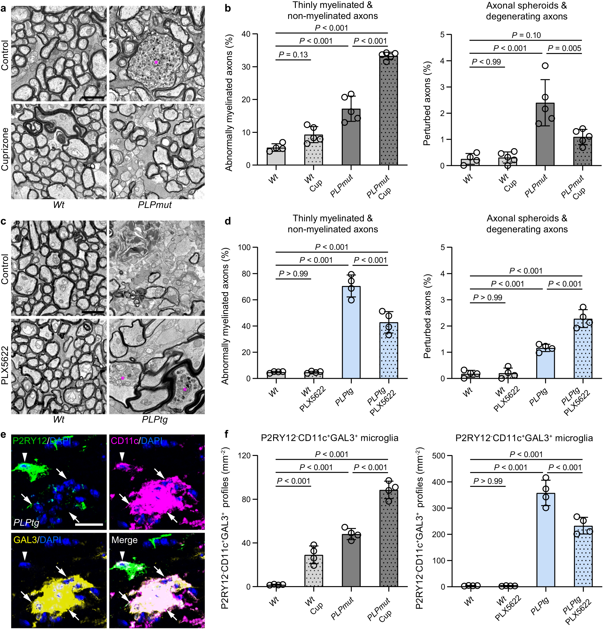 Fig. 5: Modulating microglia-mediated removal of perturbed myelin inversely affects axonal damage.