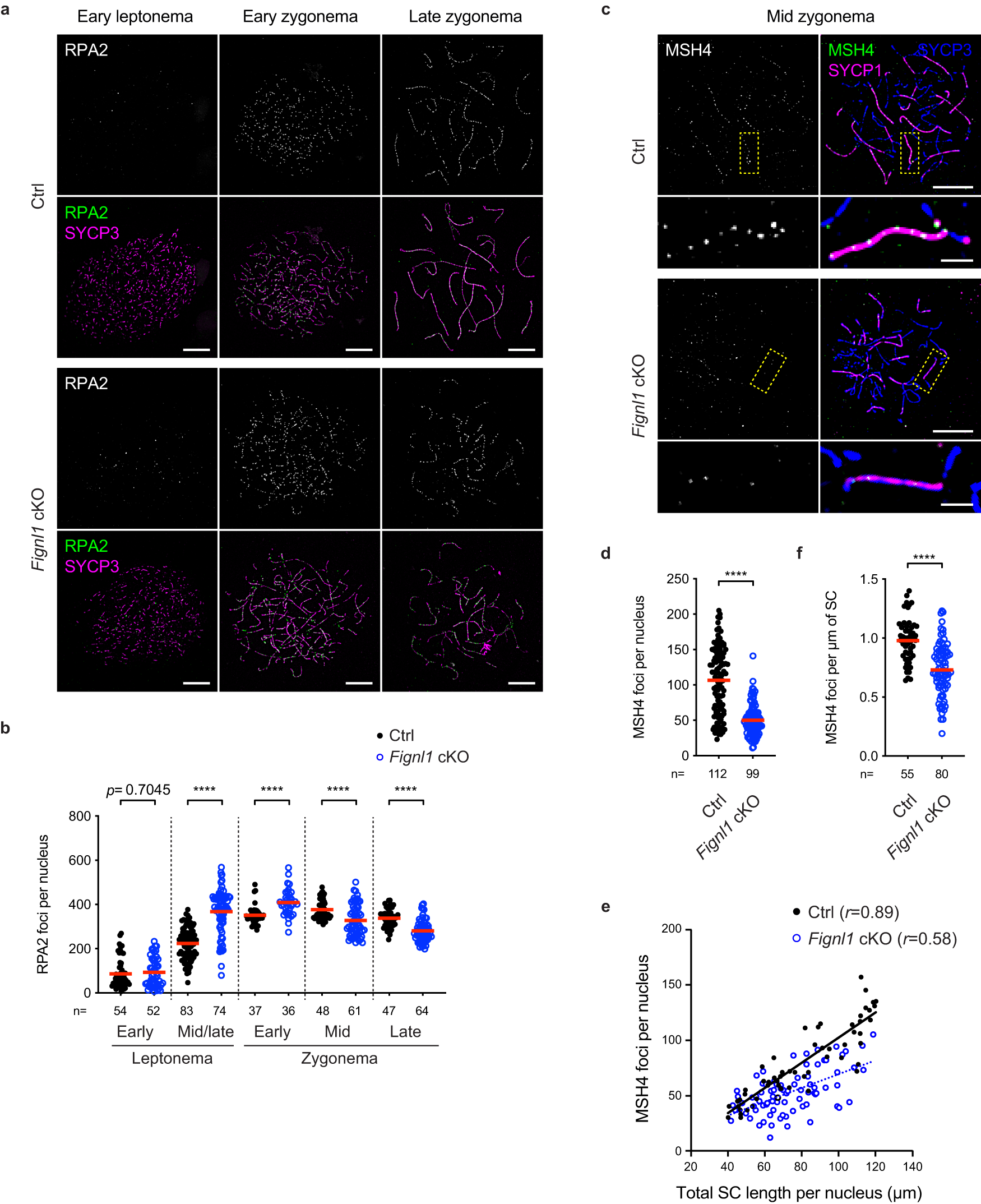 Fig. 2: Deregulated meiotic recombination in Fignl1 cKO spermatocytes.