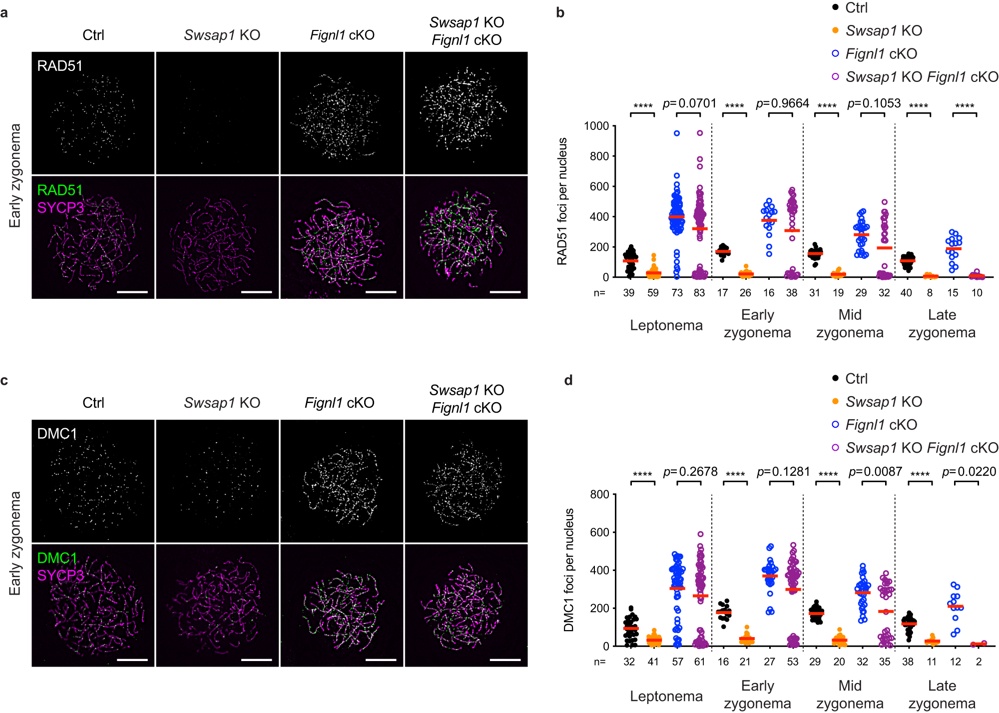 Fig. 7: Fignl1 deficiency rescues defects in RAD51 and DMC1 assembly caused by Swsap1 deficiency.