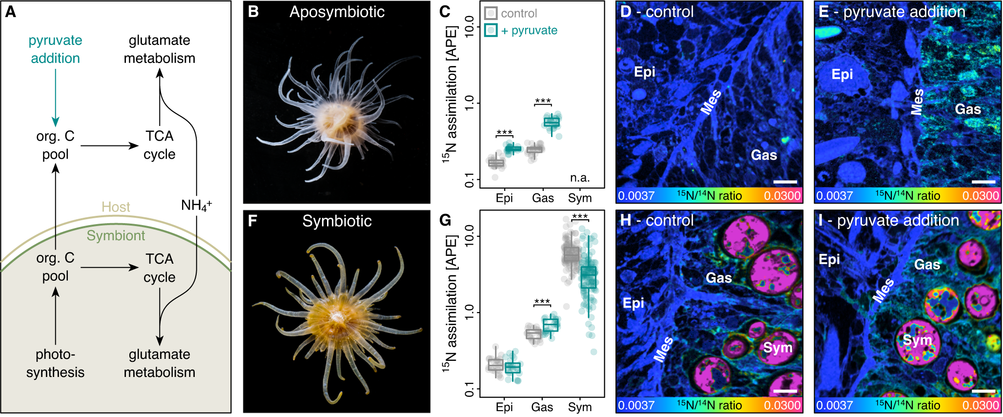 Coupled carbon and nitrogen cycling regulates the cnidarian–algal symbiosis  | Nature Communications