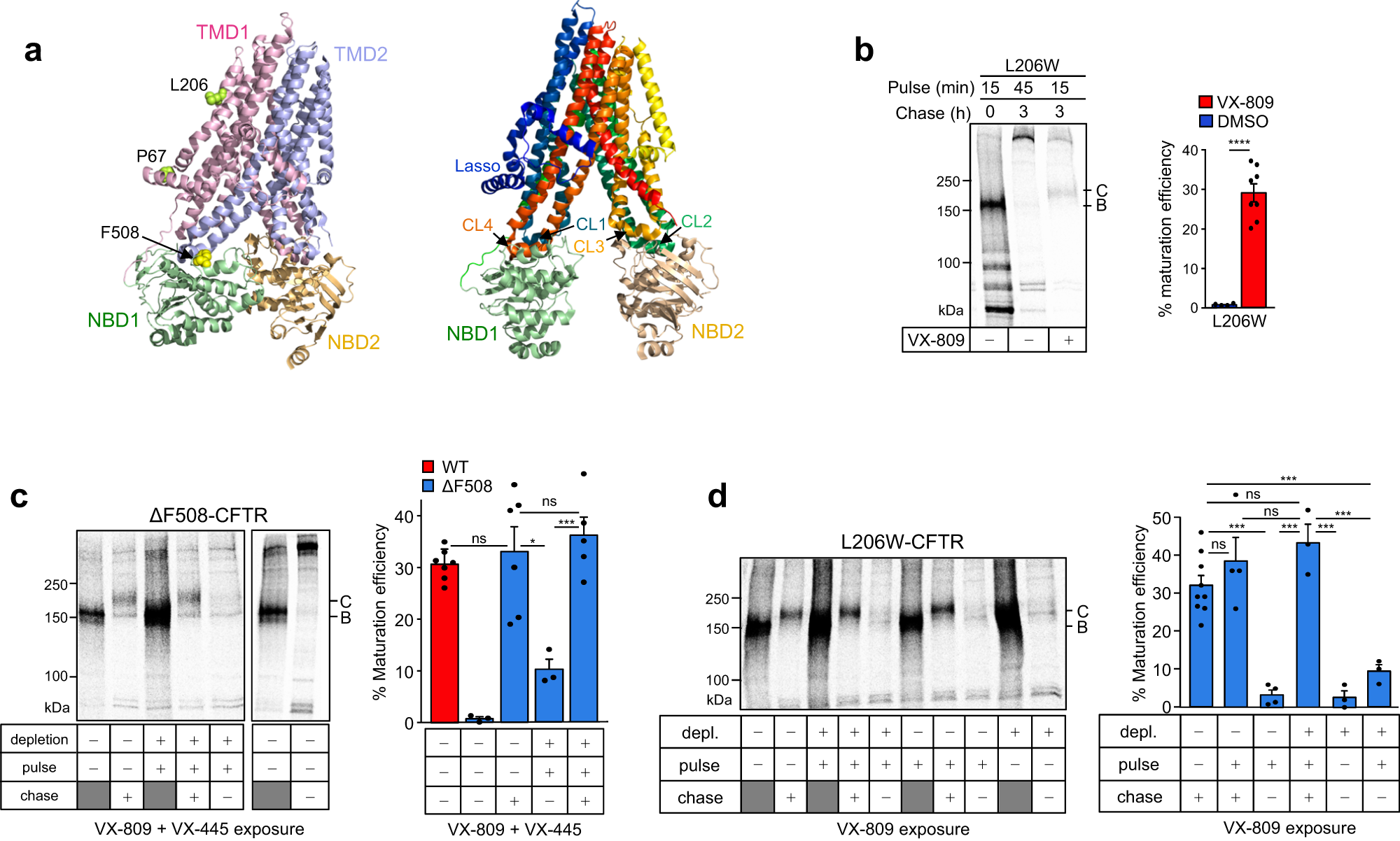Fig. 1: Posttranslational rescue of ΔF508- and L206W-CFTR misfolding by VX-445 and VX-809 pharmacological chaperones.