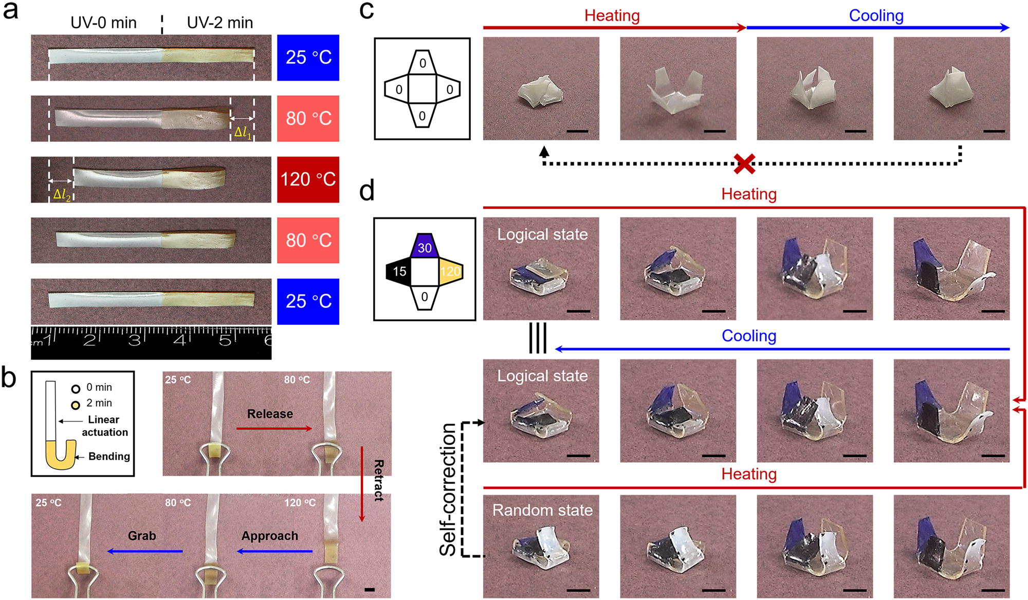 Fig. 4: Complex actuation manners of LCEs.