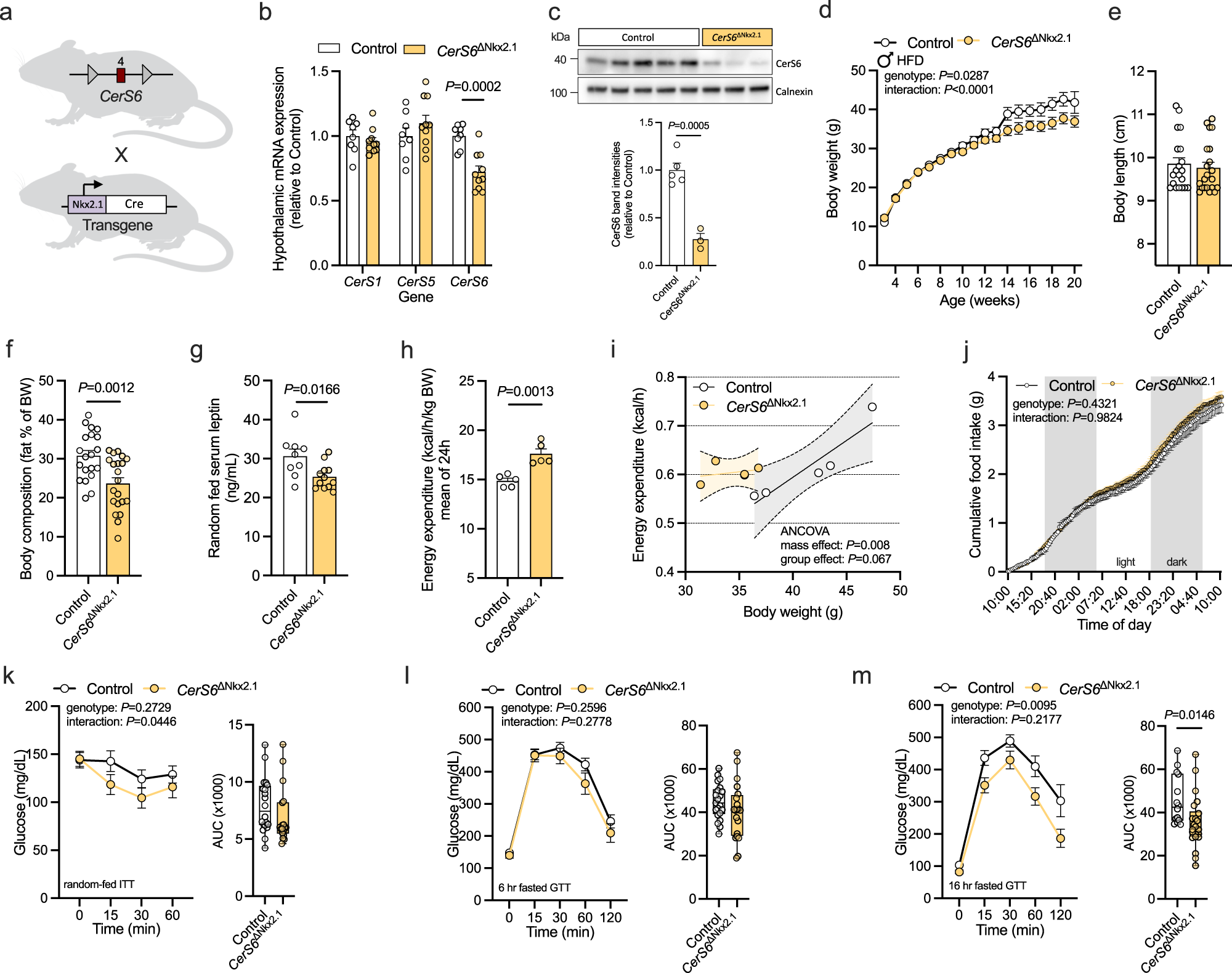 Fig. 3: Depletion of CerS6 in hypothalamic neurons attenuates diet-induced obesity and improves insulin sensitivity and energy metabolism in HFD-fed male mice.