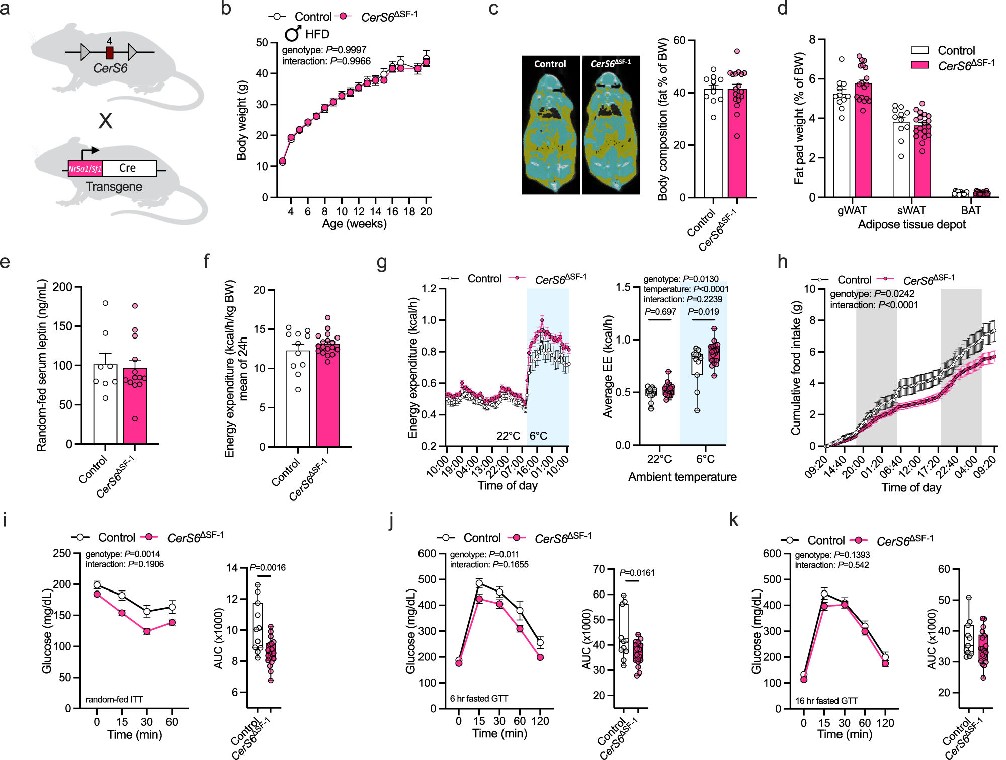 Fig. 4: Depletion of CerS6 in SF-1 neurons affects cold-induced energy expenditure and improves glucose metabolism in HFD-fed male mice.