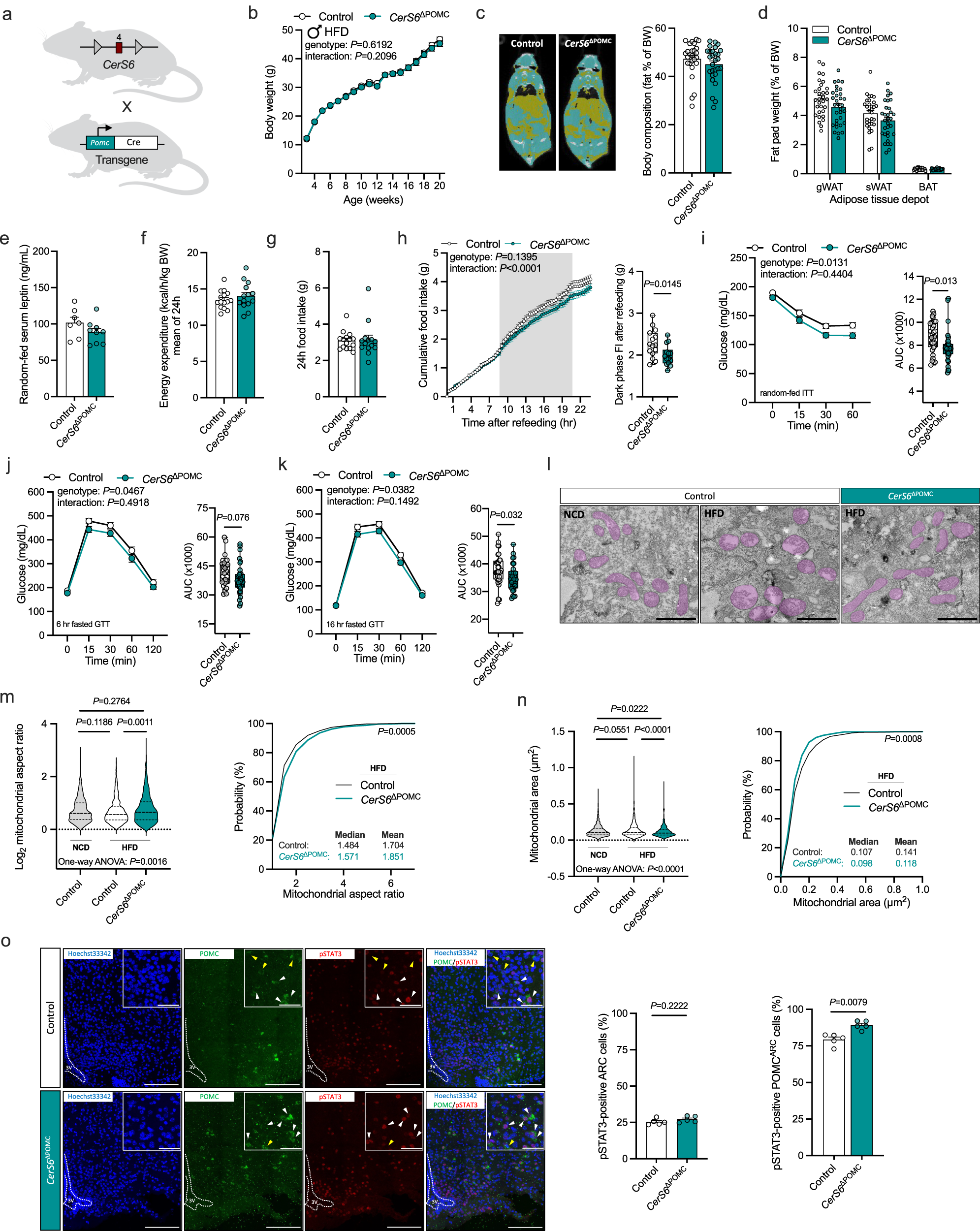 Fig. 6: Depletion of CerS6 in POMC neurons affects mitochondrial morphology, feeding behavior, and glucose metabolism in HFD-fed male mice.
