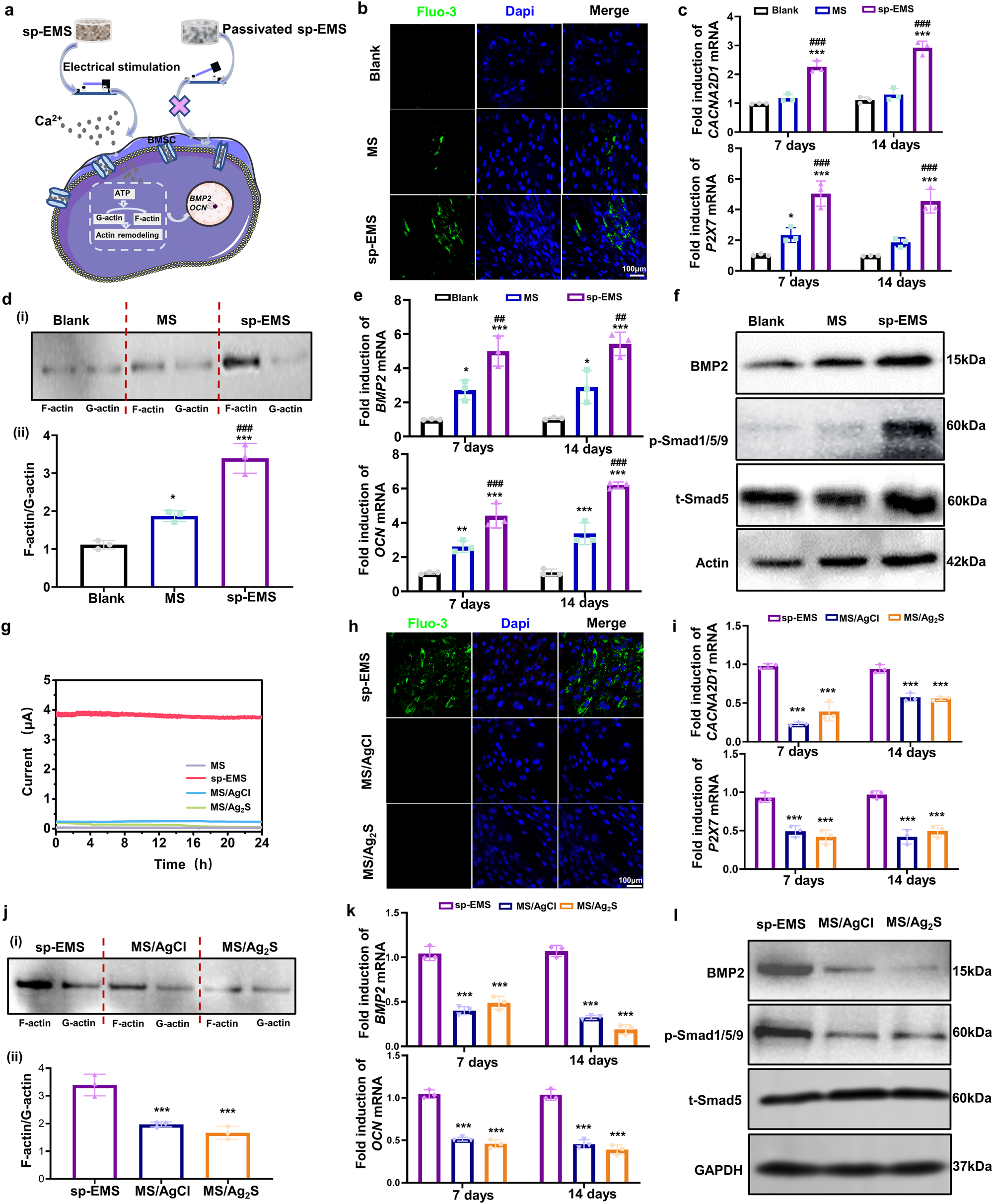 Fig. 2: Self-promoted electrostimulation induces osteogenic differentiation of mesenchymal stem cells via calcium channels.