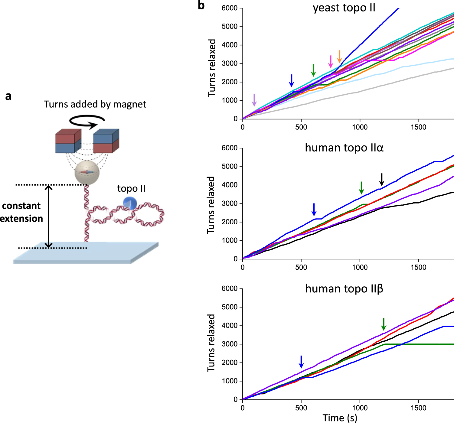 Fig. 3: Human topo IIα and IIβ are also highly processive on buckled DNA.
